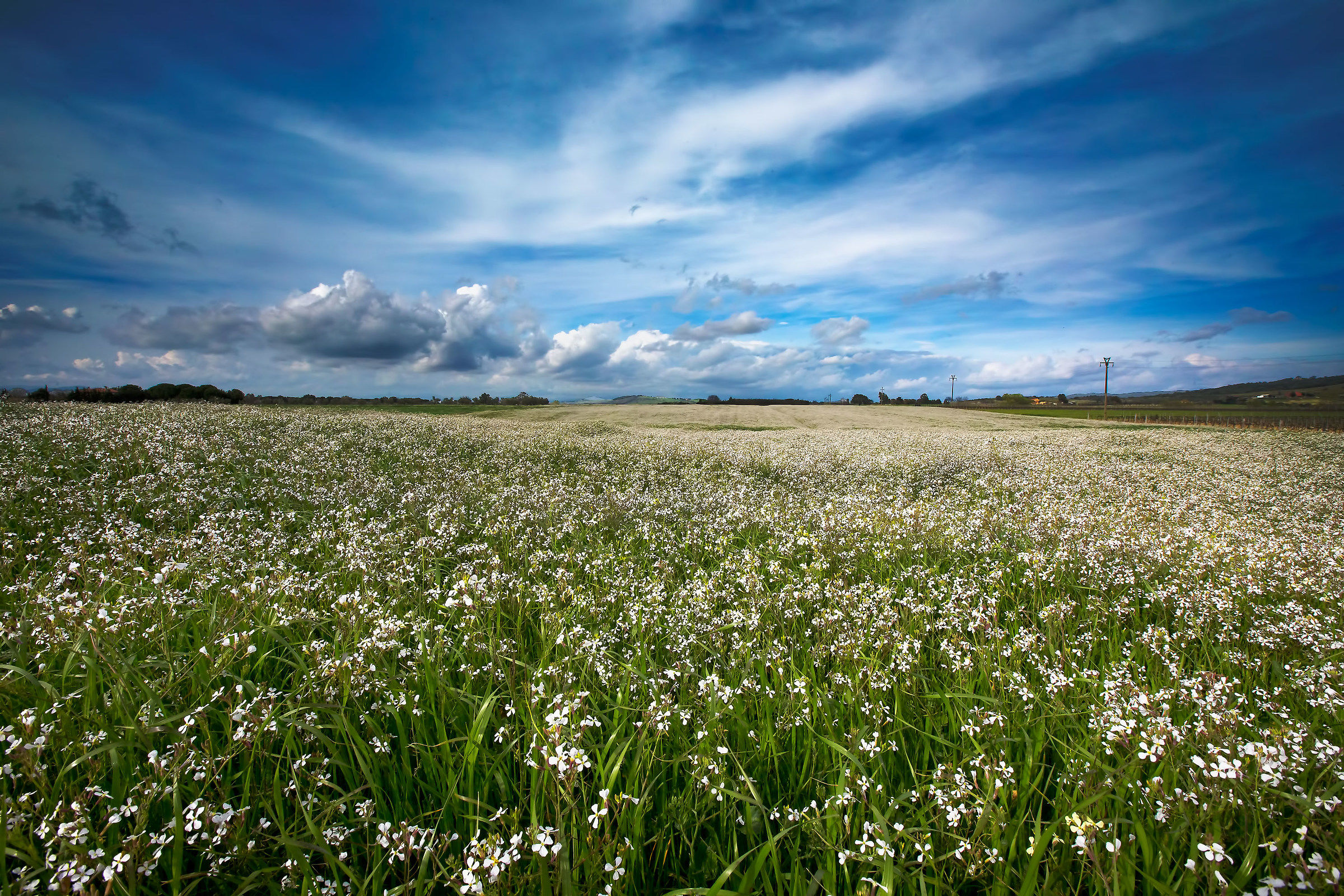 Lands of maremma