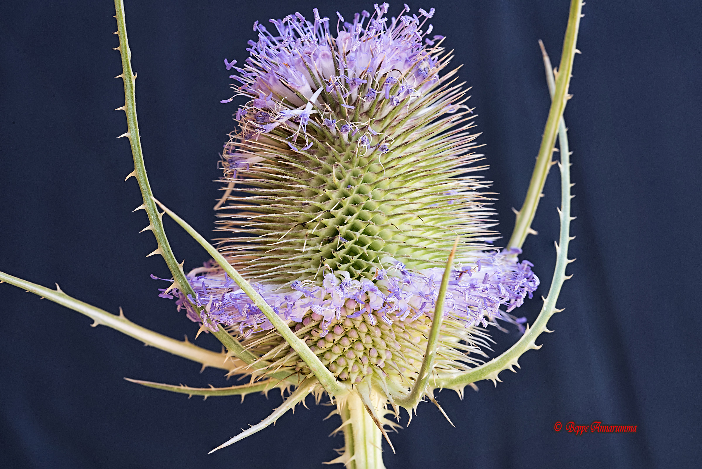 Fiore Cardo selvatico