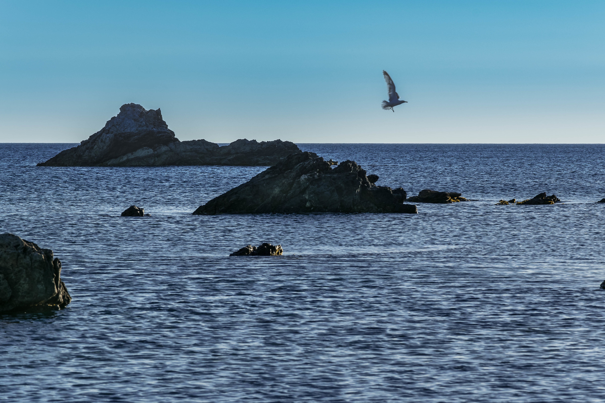 Flying ..... on the sea.