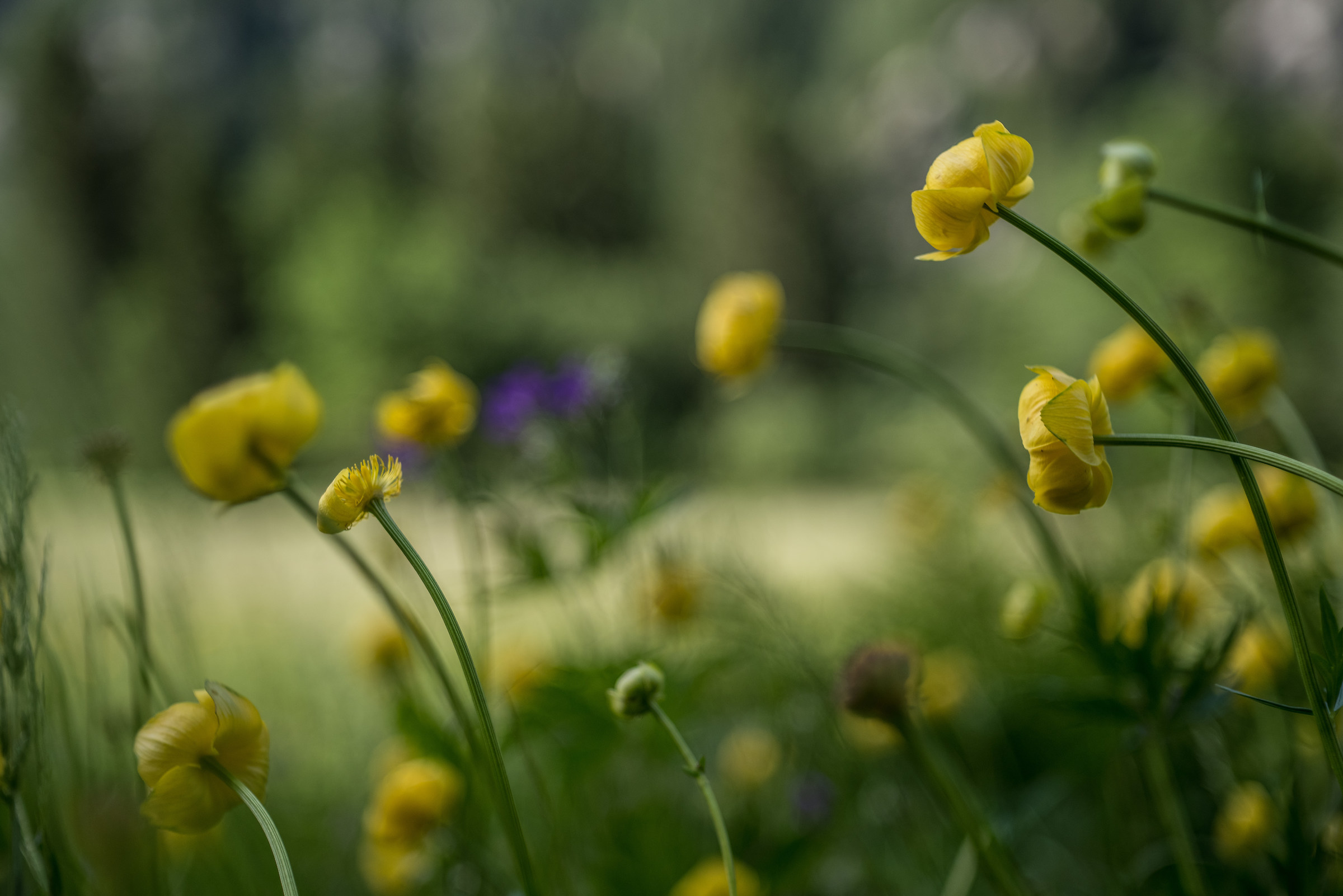 Ranunculus in the wind