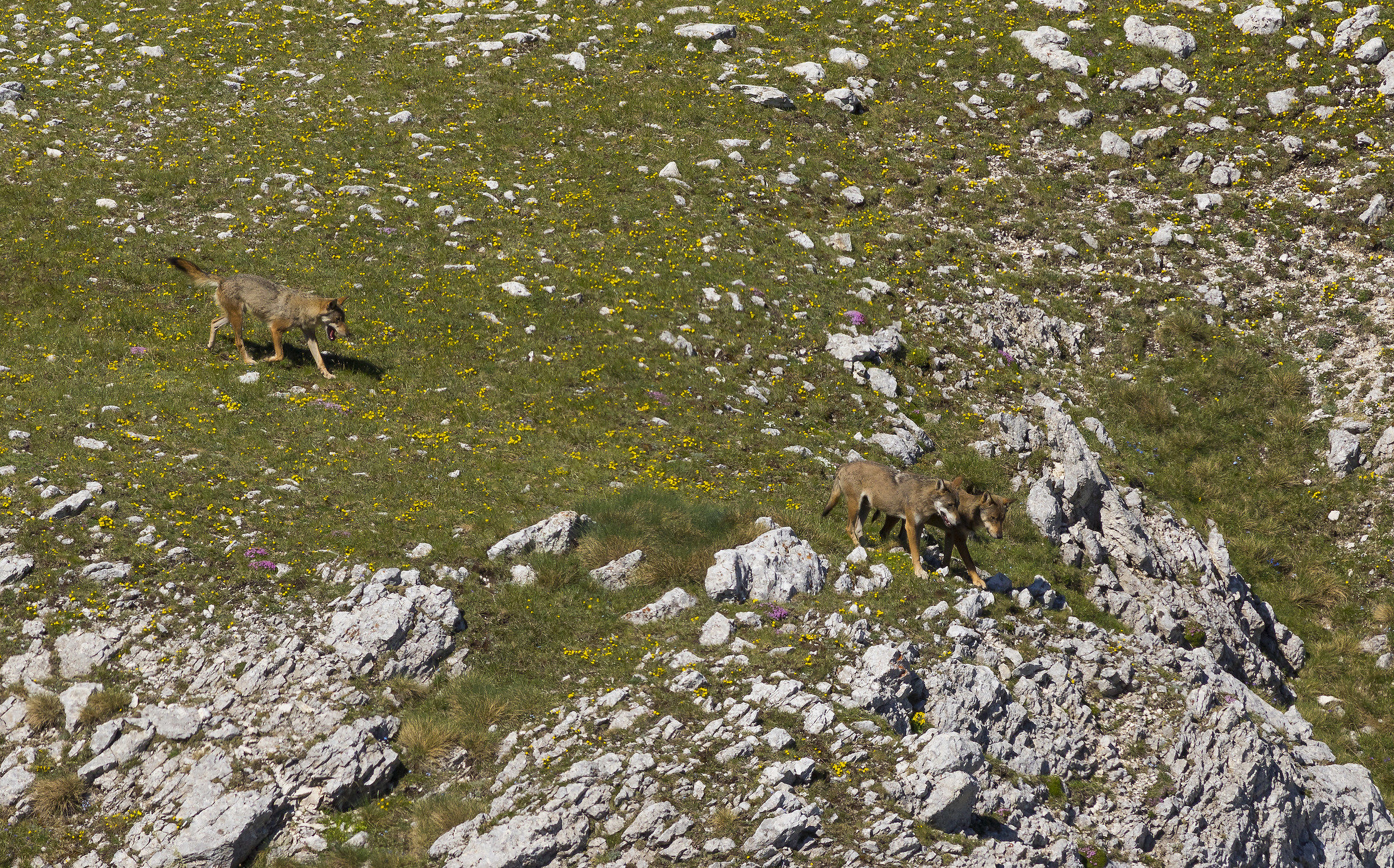 Coming back from the pack