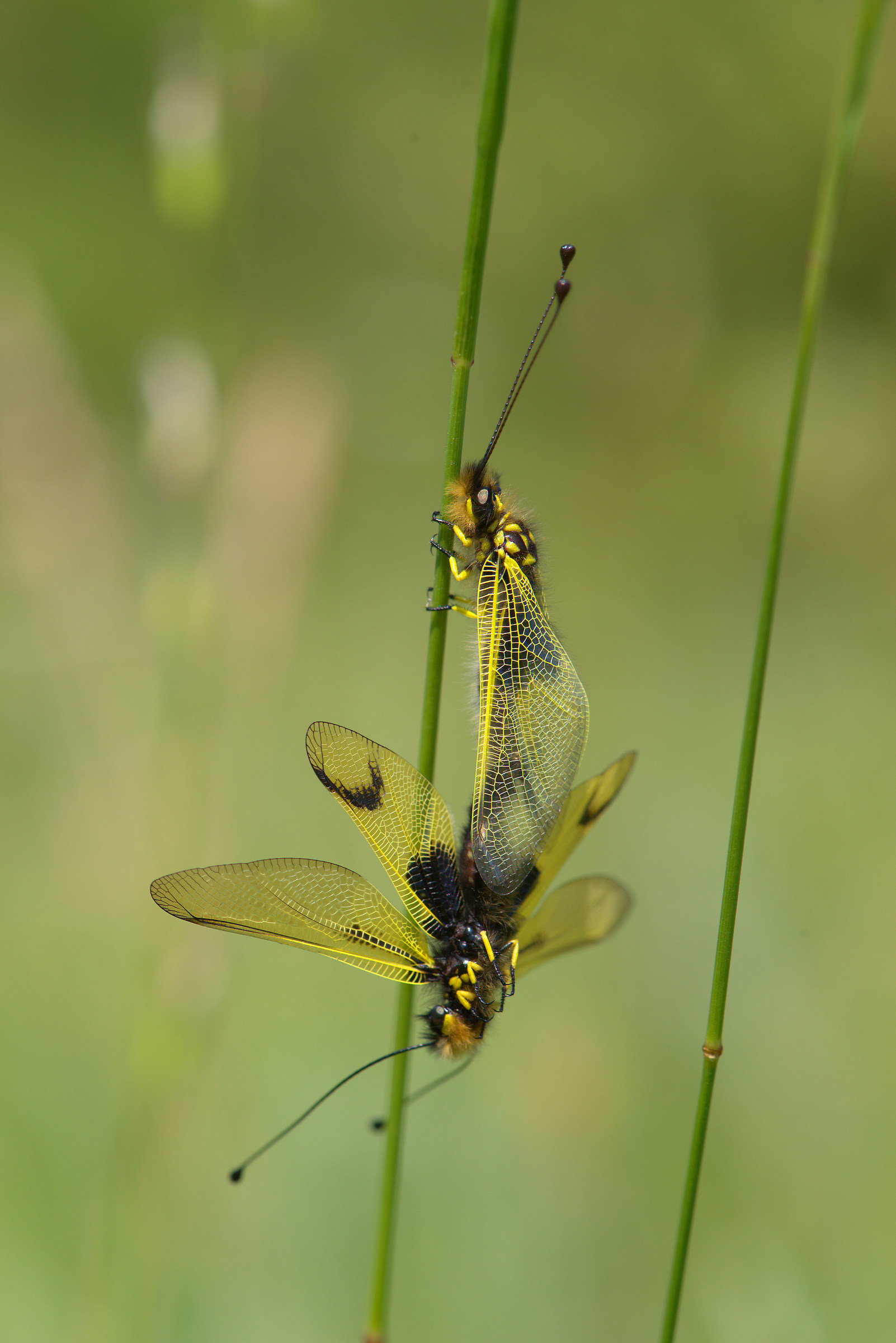 Libelloides coccajus