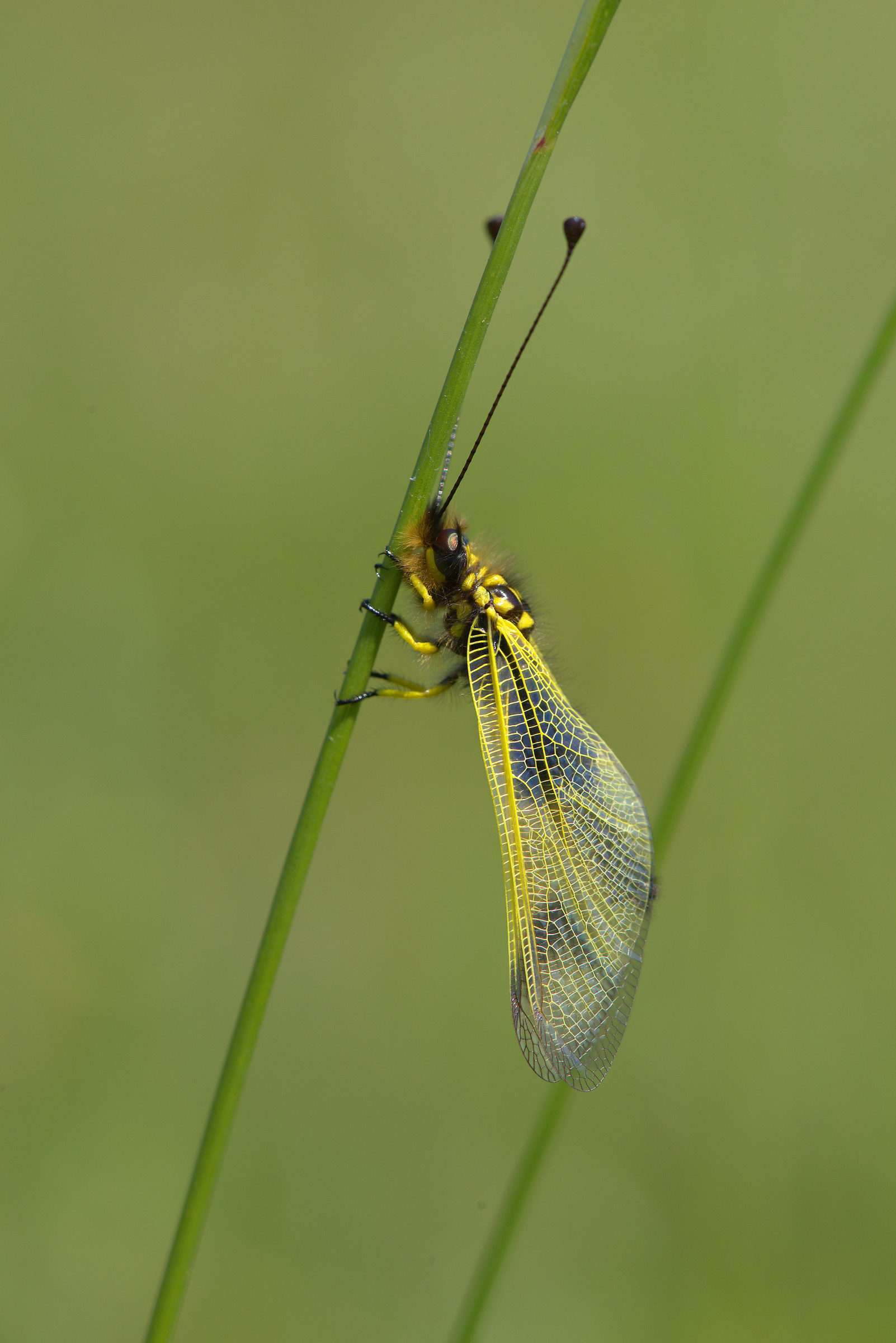 Libelloides coccajus