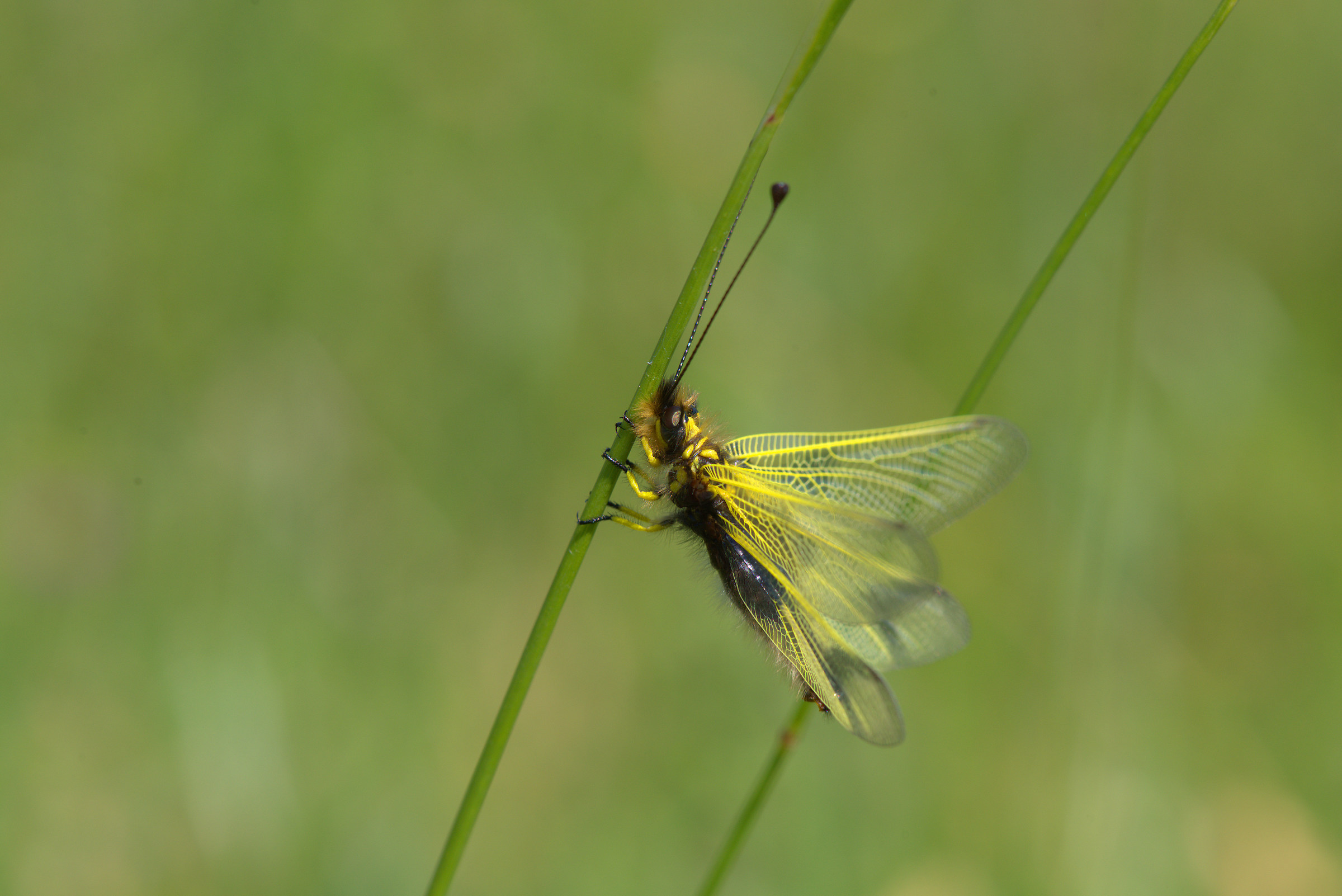 Libelloides coccajus