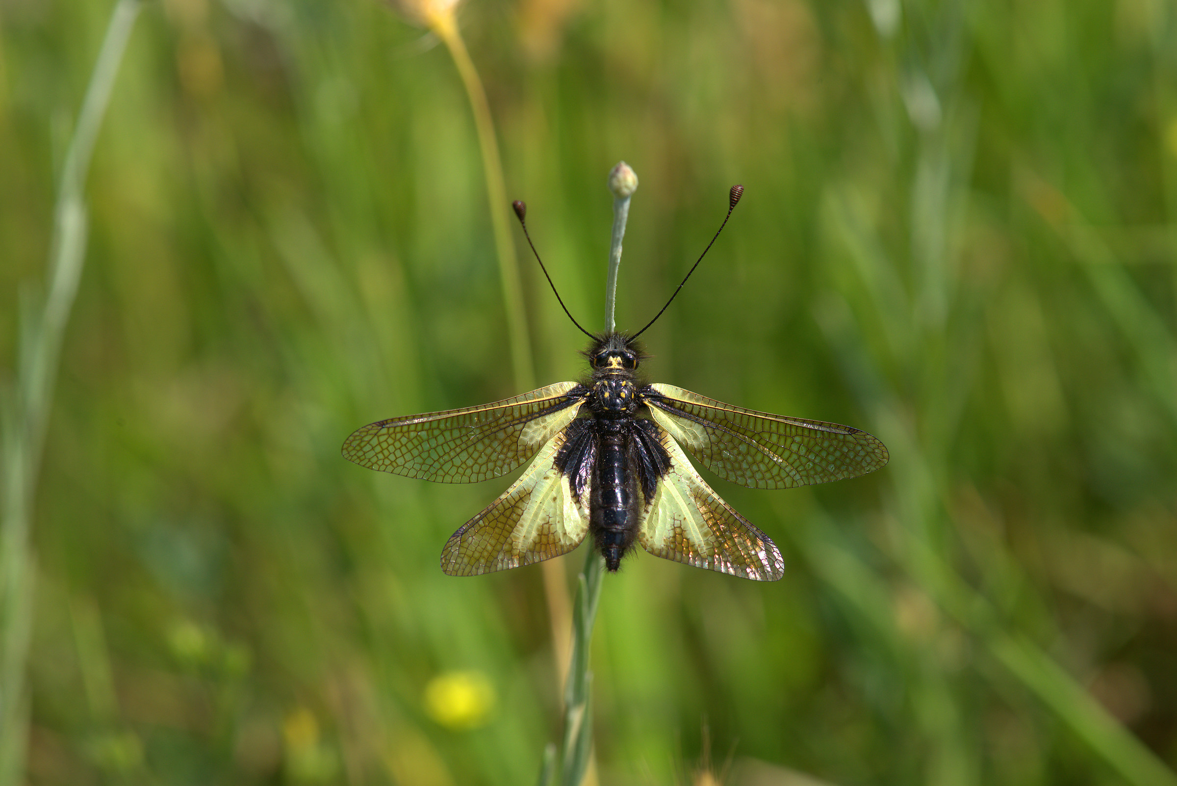 Libelloides coccajus