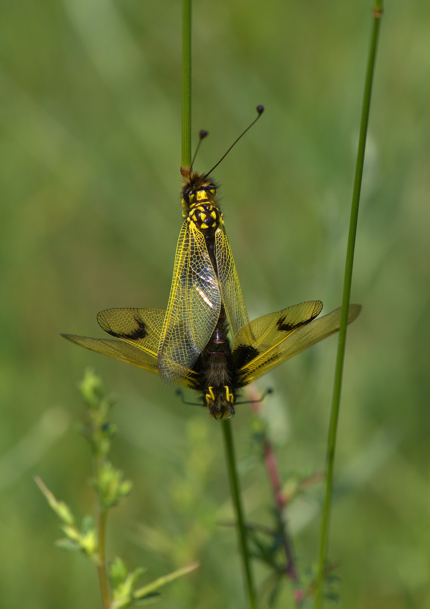 Libelloides coccajus