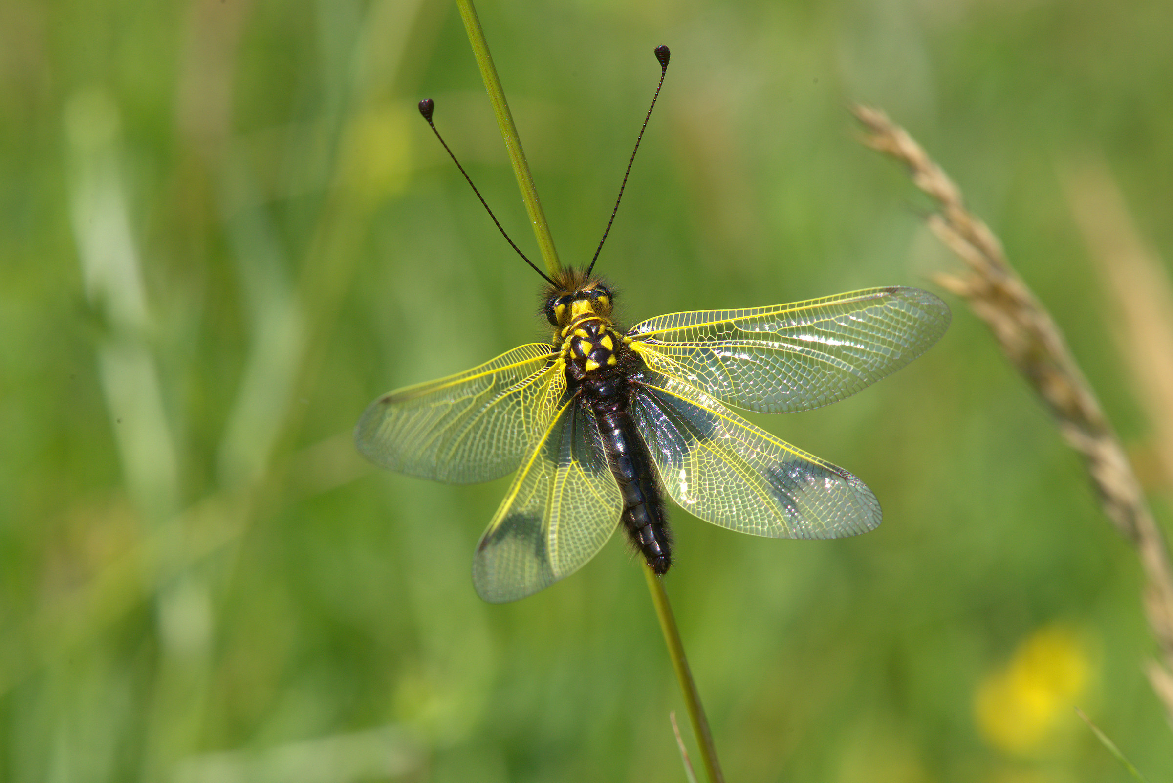 Libelloides coccajus