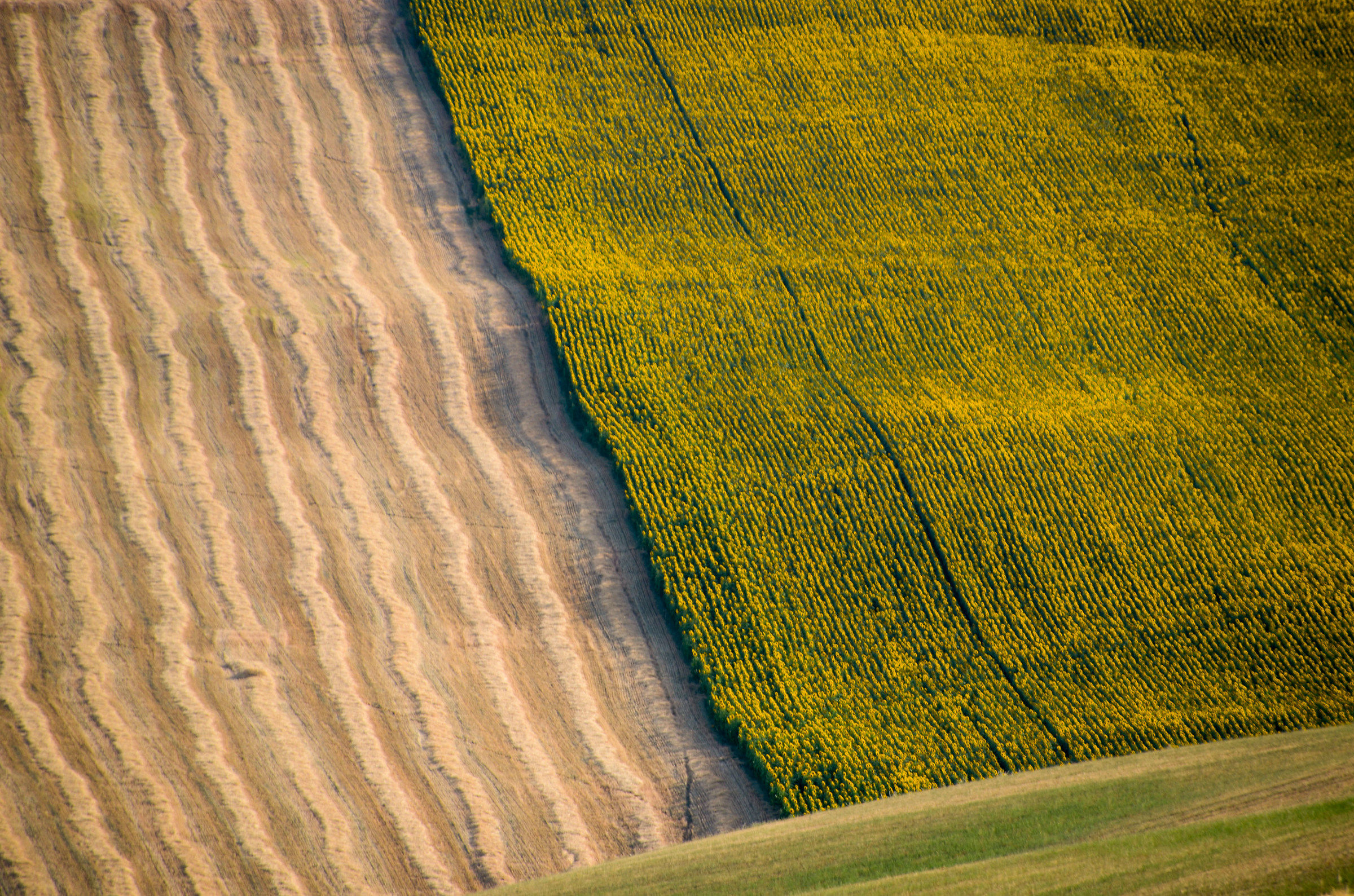 Sunflower and stubble