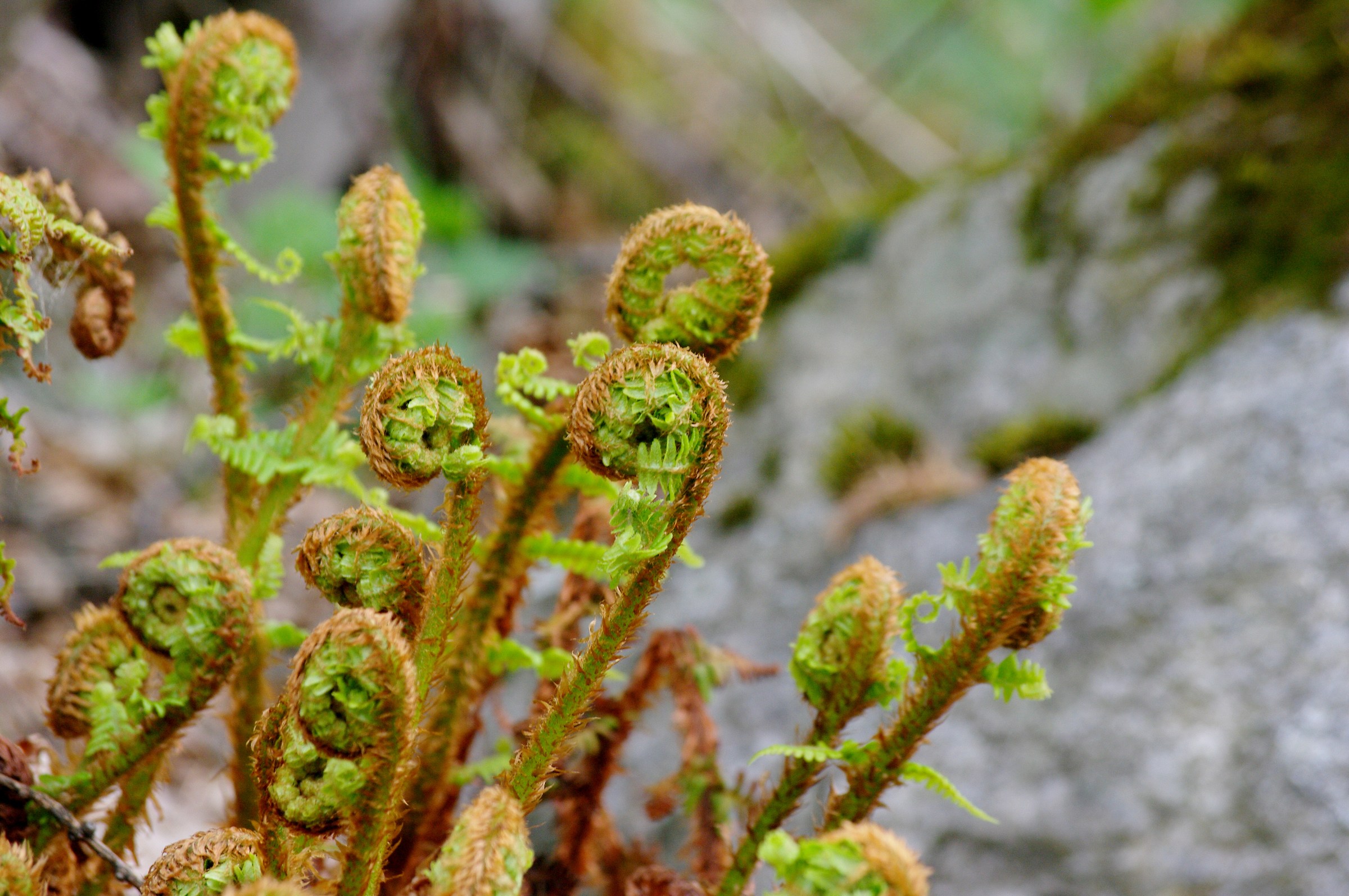 Feathers in spiral form development