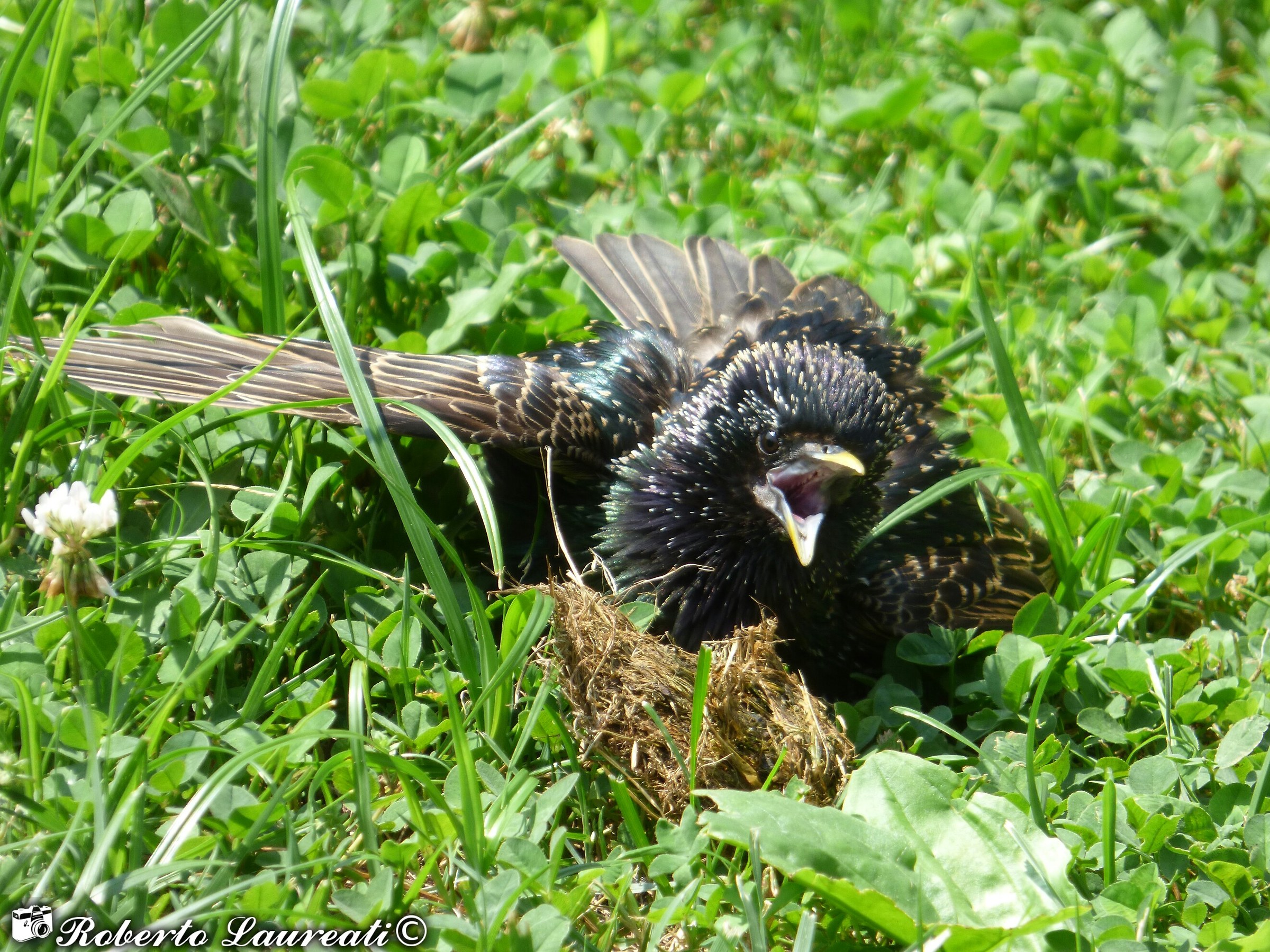 Sturnus vulgaris