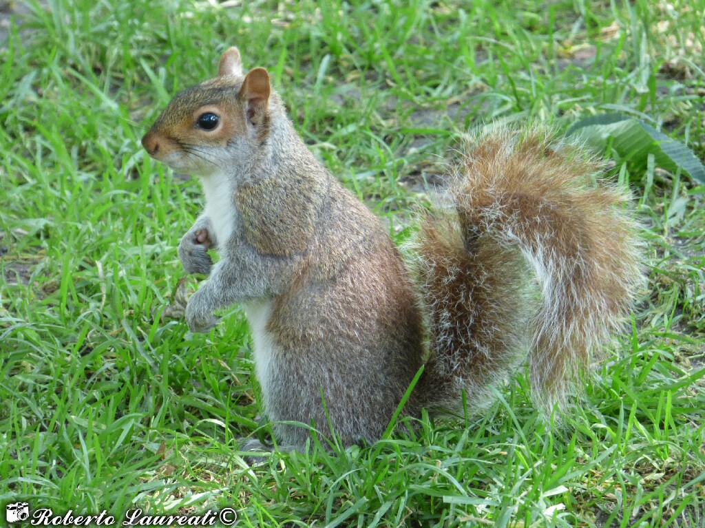North American Gray Squirrel (Sciurus carolinensis)