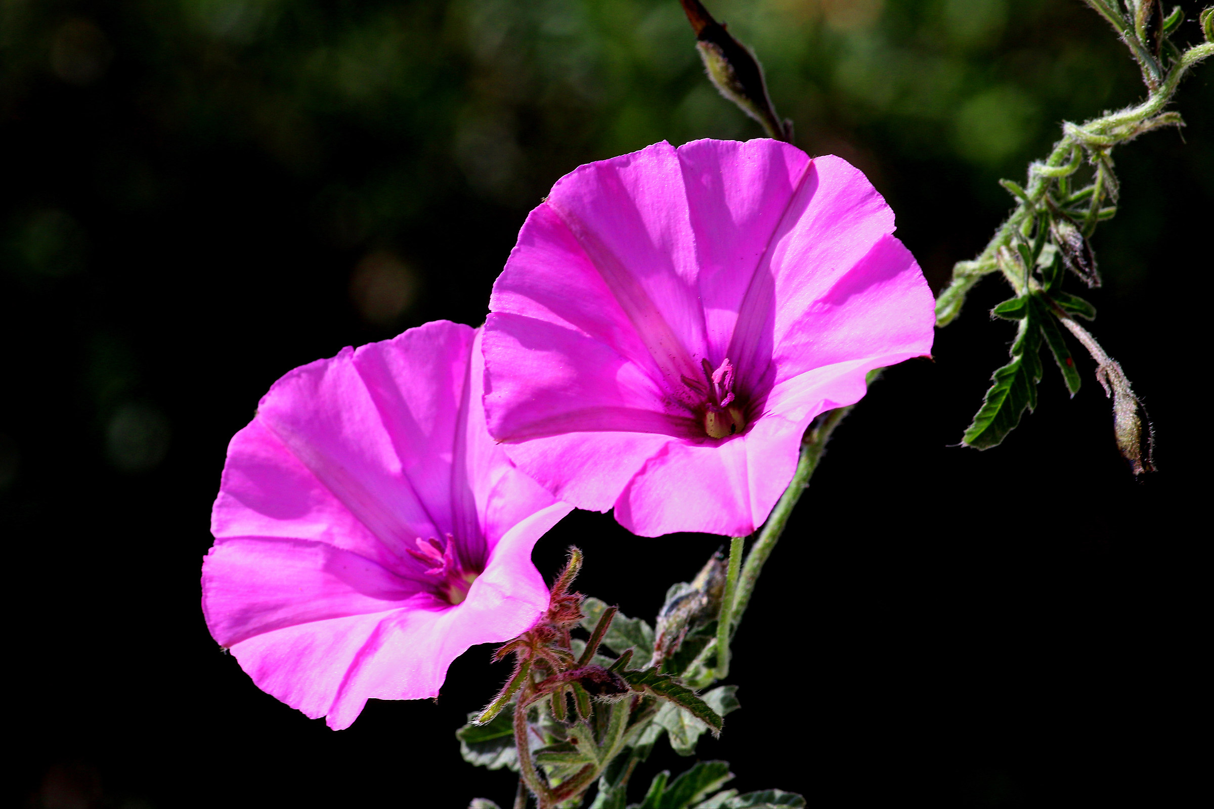 It takes a flower ...