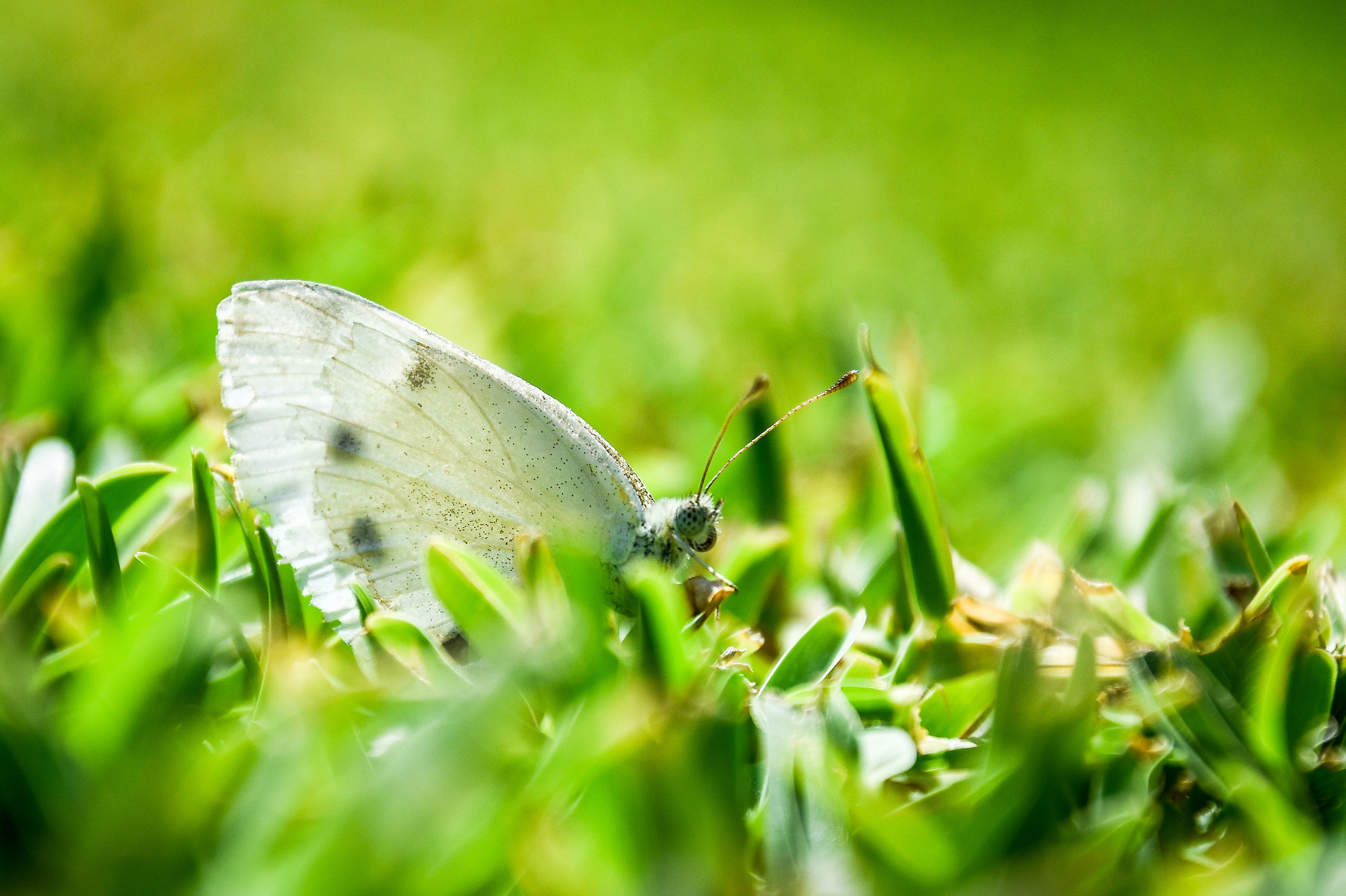 La farfalla e l'erba