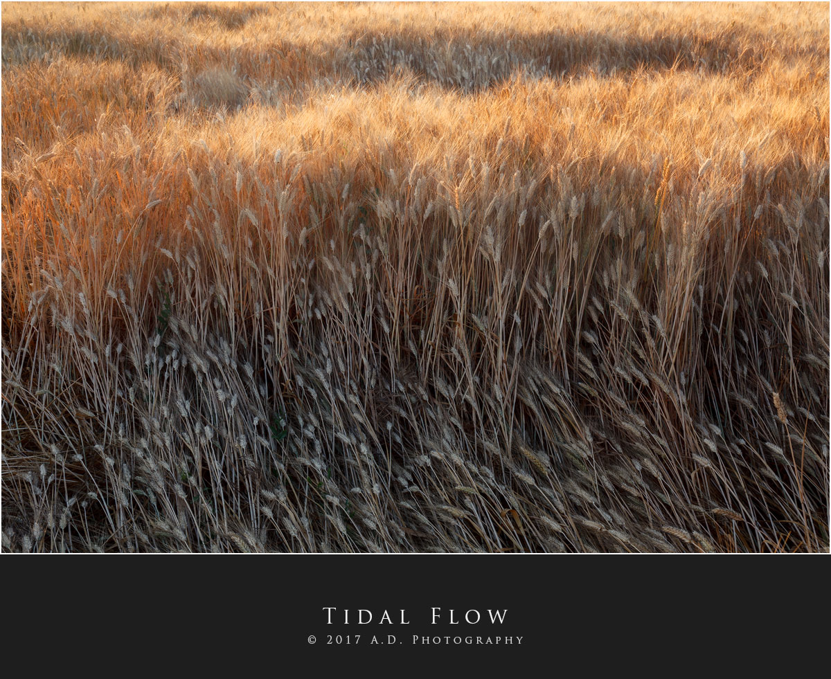 Tidal Flow