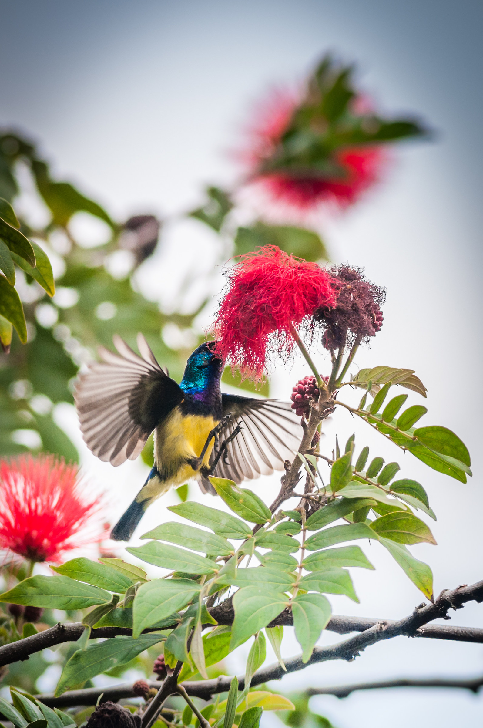 Variable Sunbird (Cinnyris venustus)