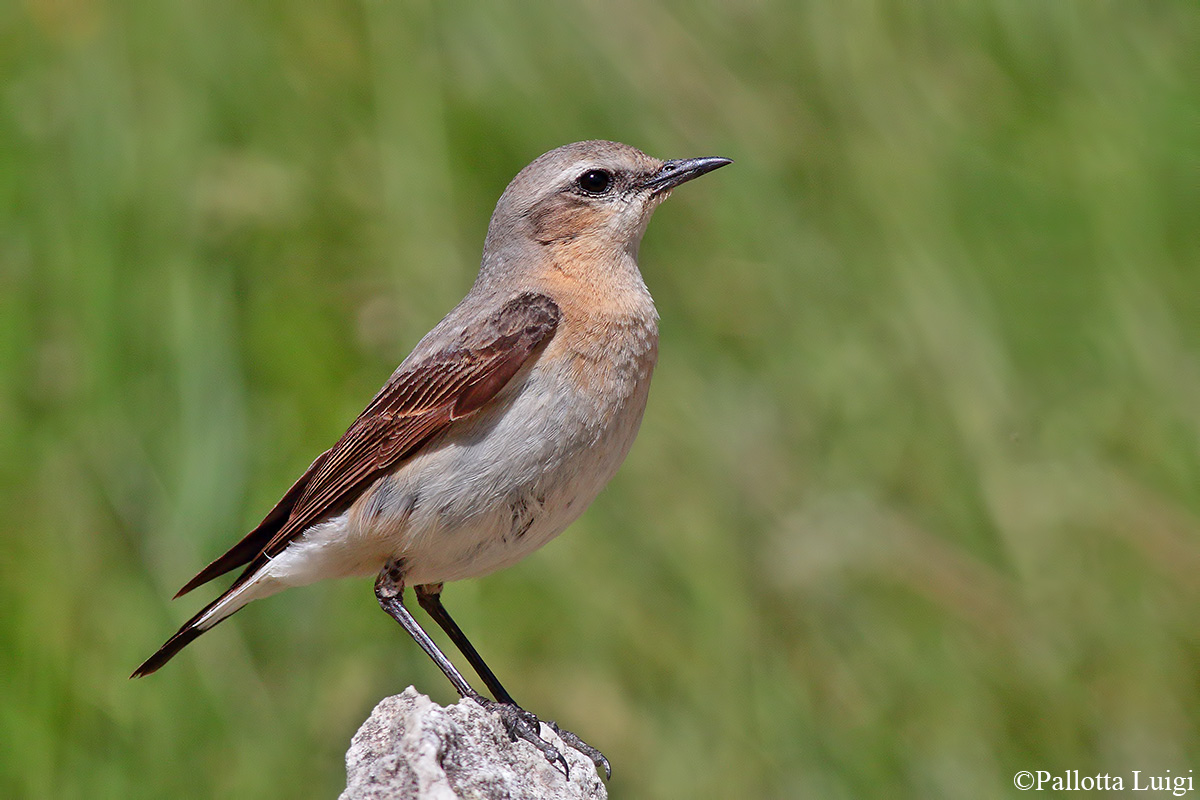Culbianco (Oenanthe oenanthe)