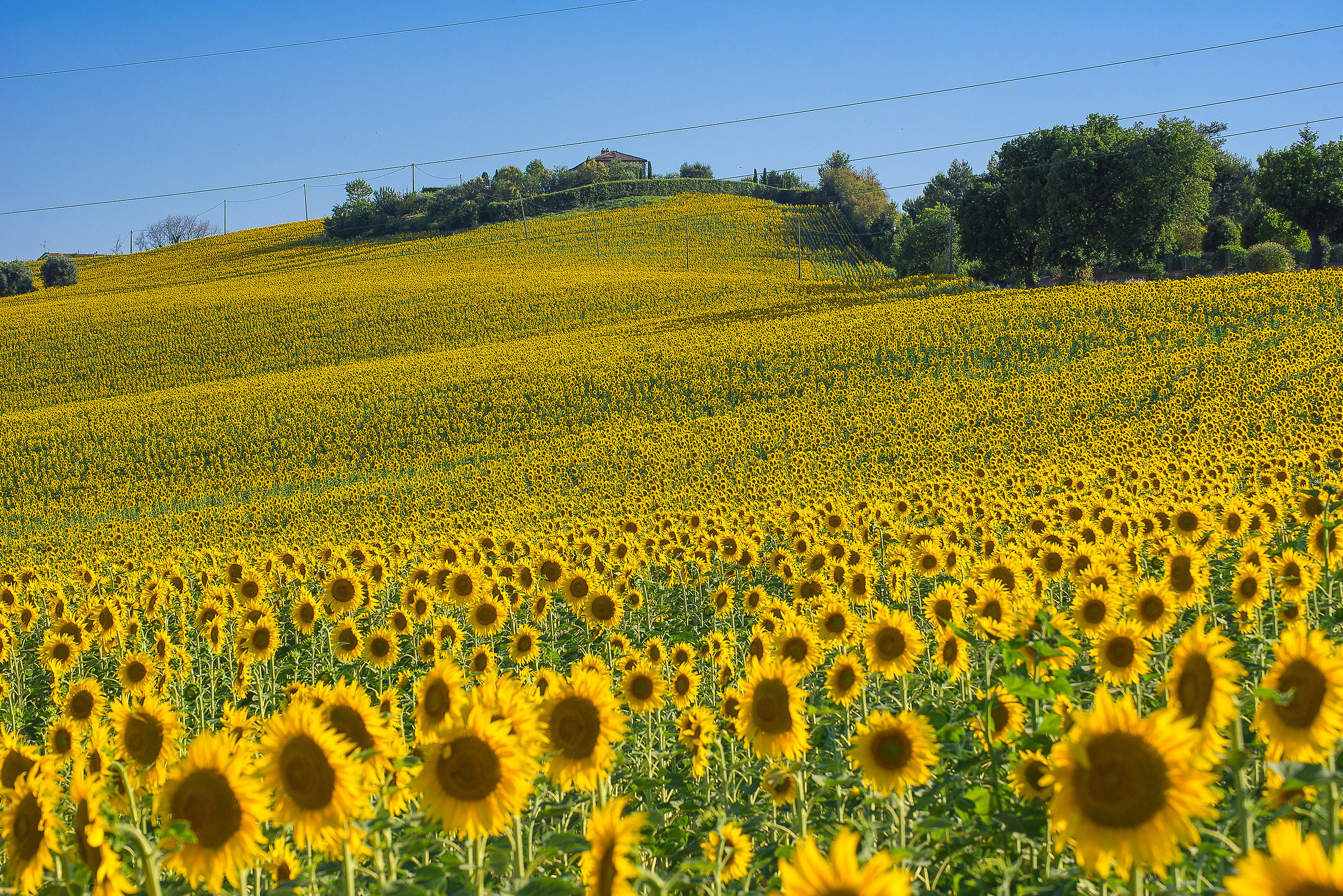 Una marea di girasoli