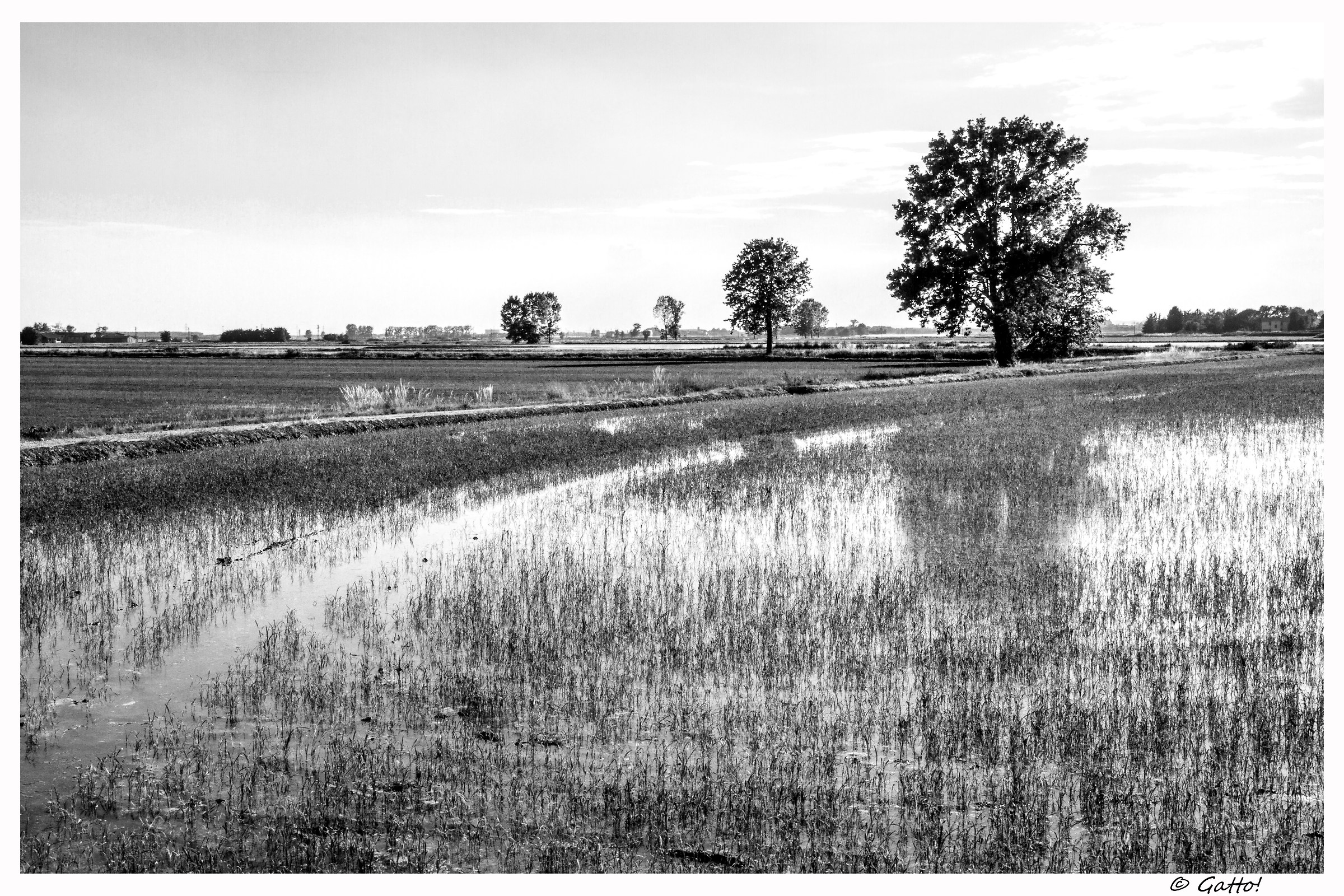 terre del riso -Mosezzo-