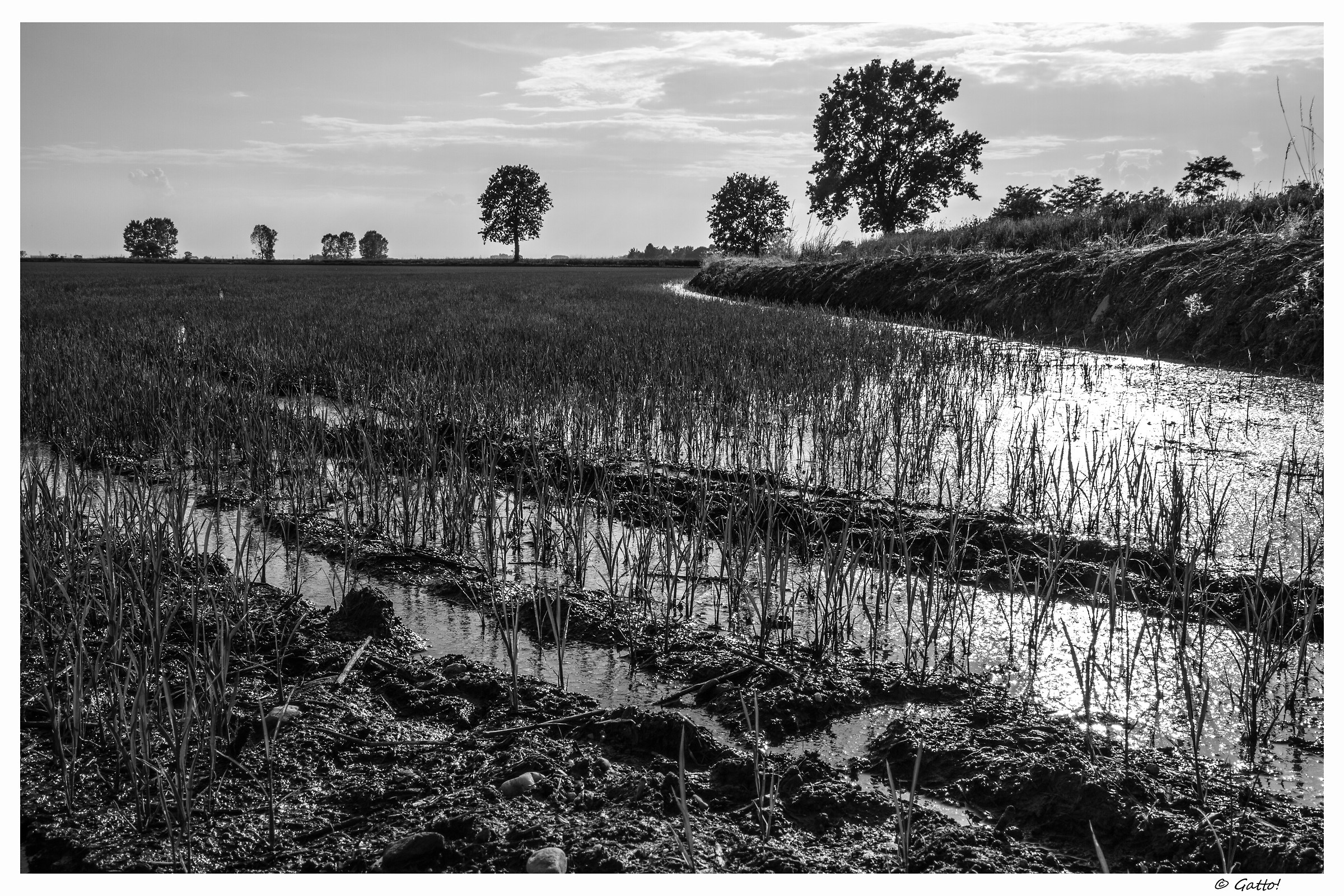 Terre del riso -S. Pietro Mosezzo-