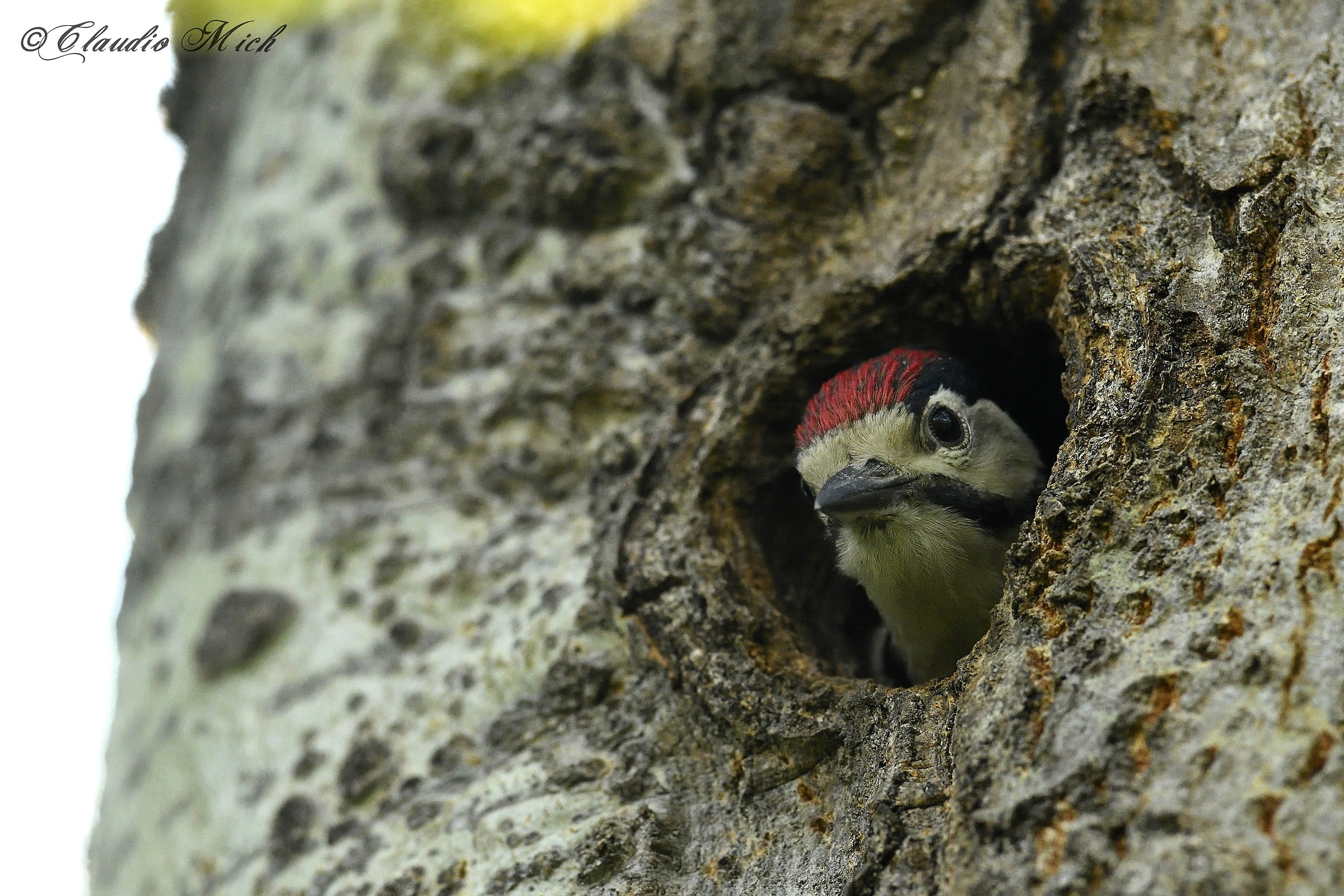 Young big red woodpecker