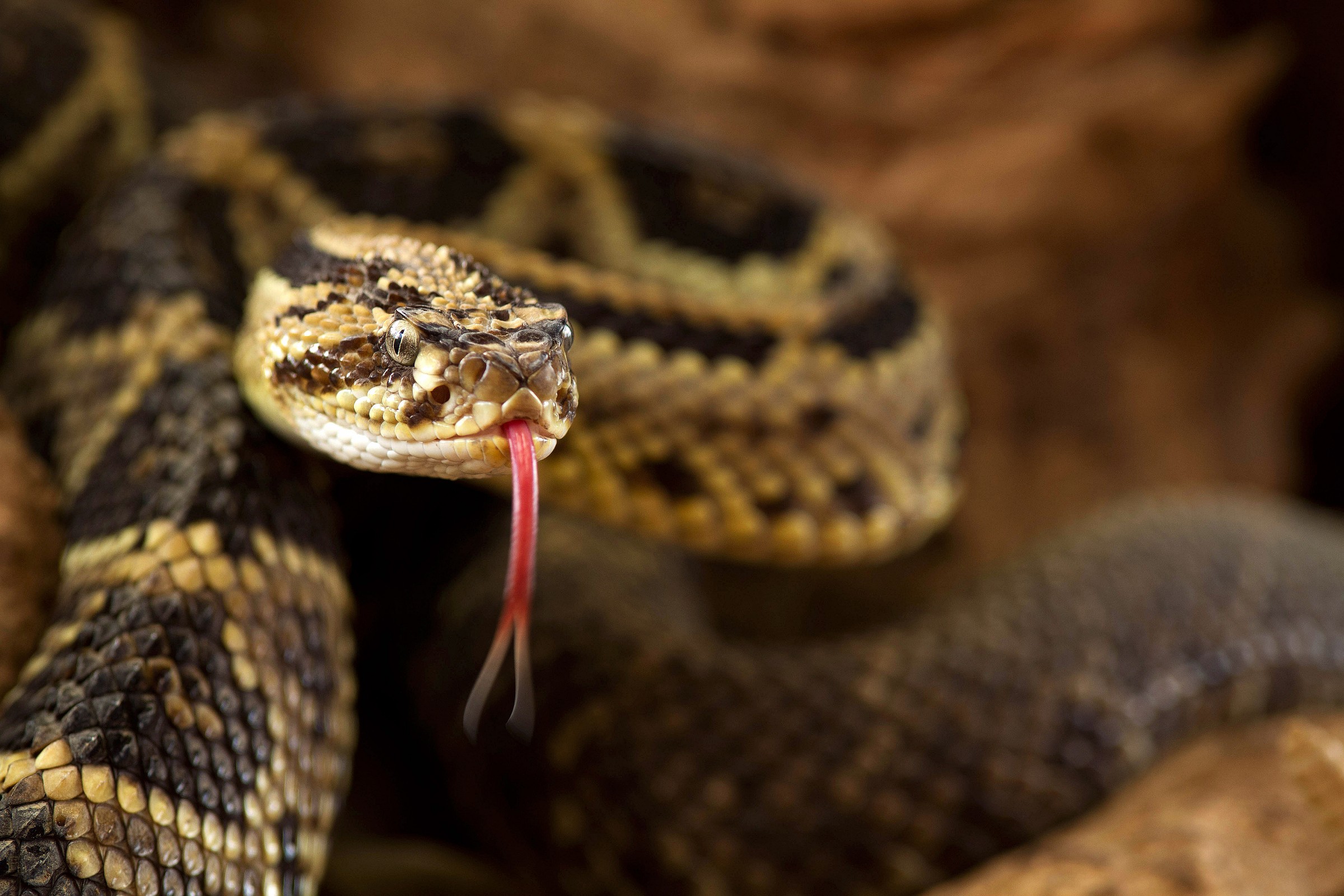 Rattle Snake Neotropicale