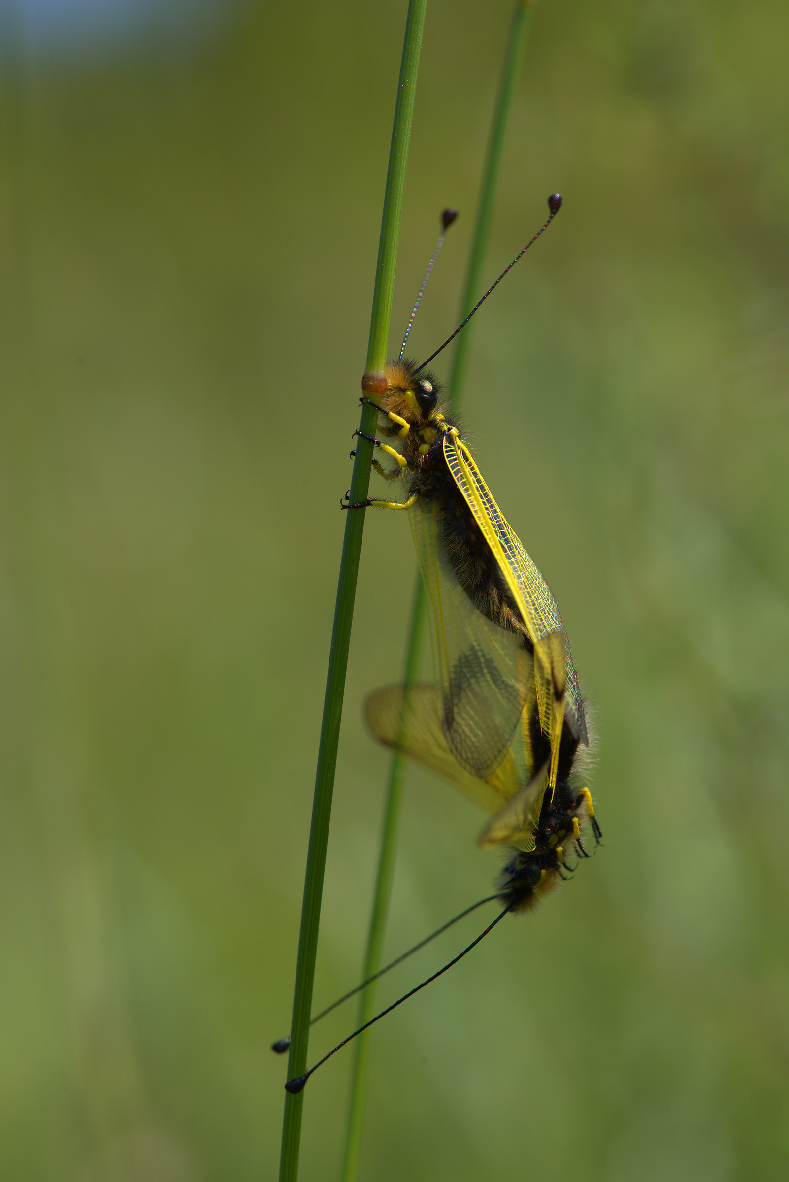 Libelloides longicornis