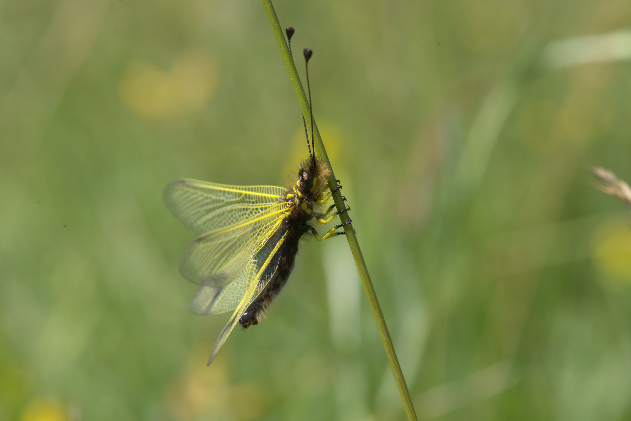 Libelloides longicornis