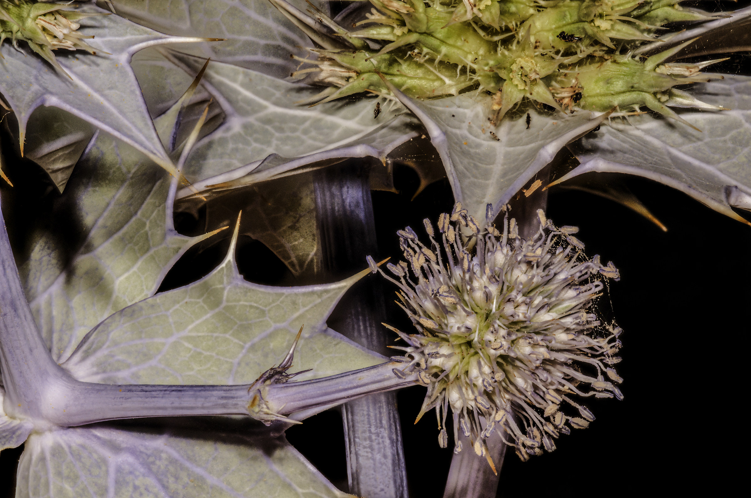 Eryngium maritimum