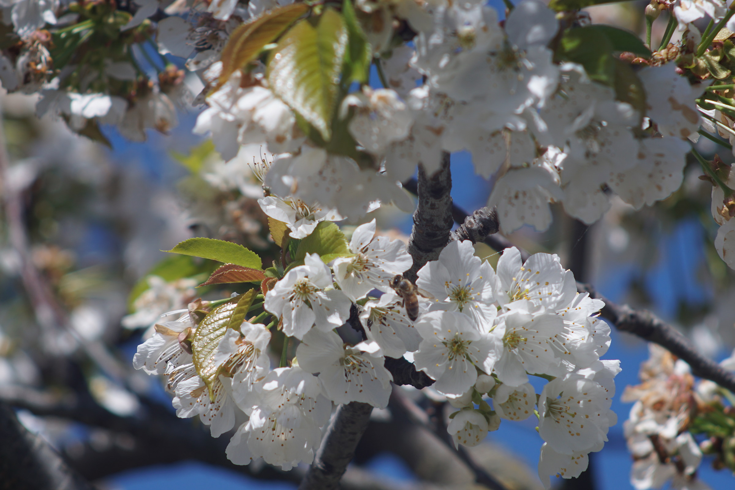 Ape su fiori di ciliegio con Tamron SP 200 mm