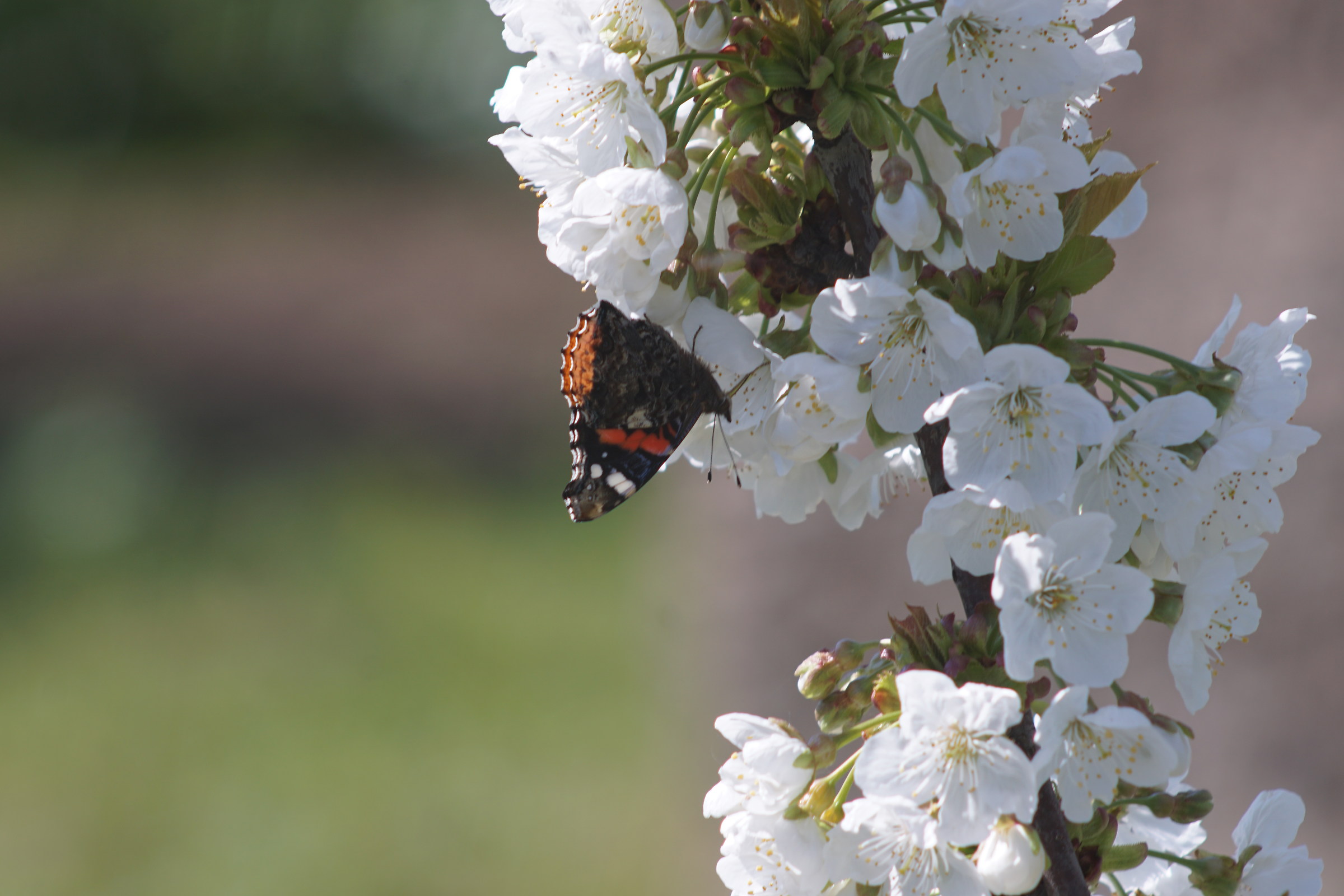 Butterfly on cherry blossom