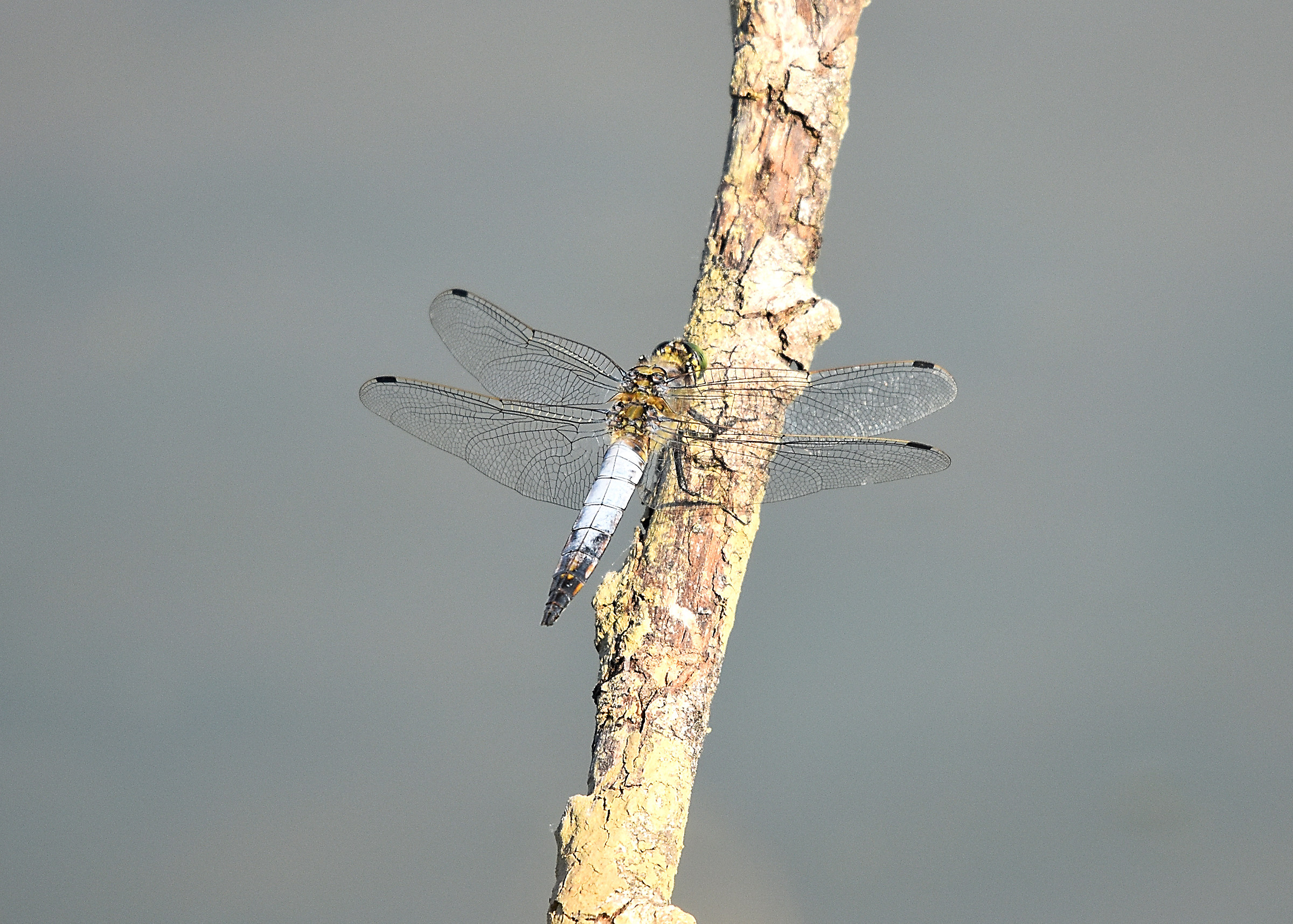 Libellula