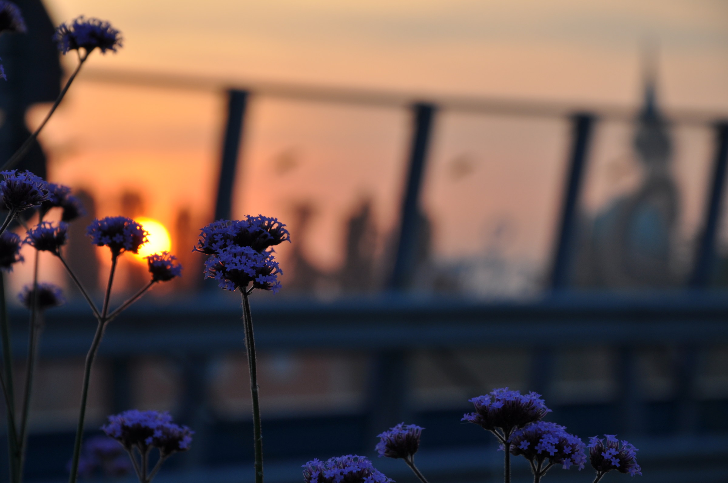 Tramonto...in citta'.