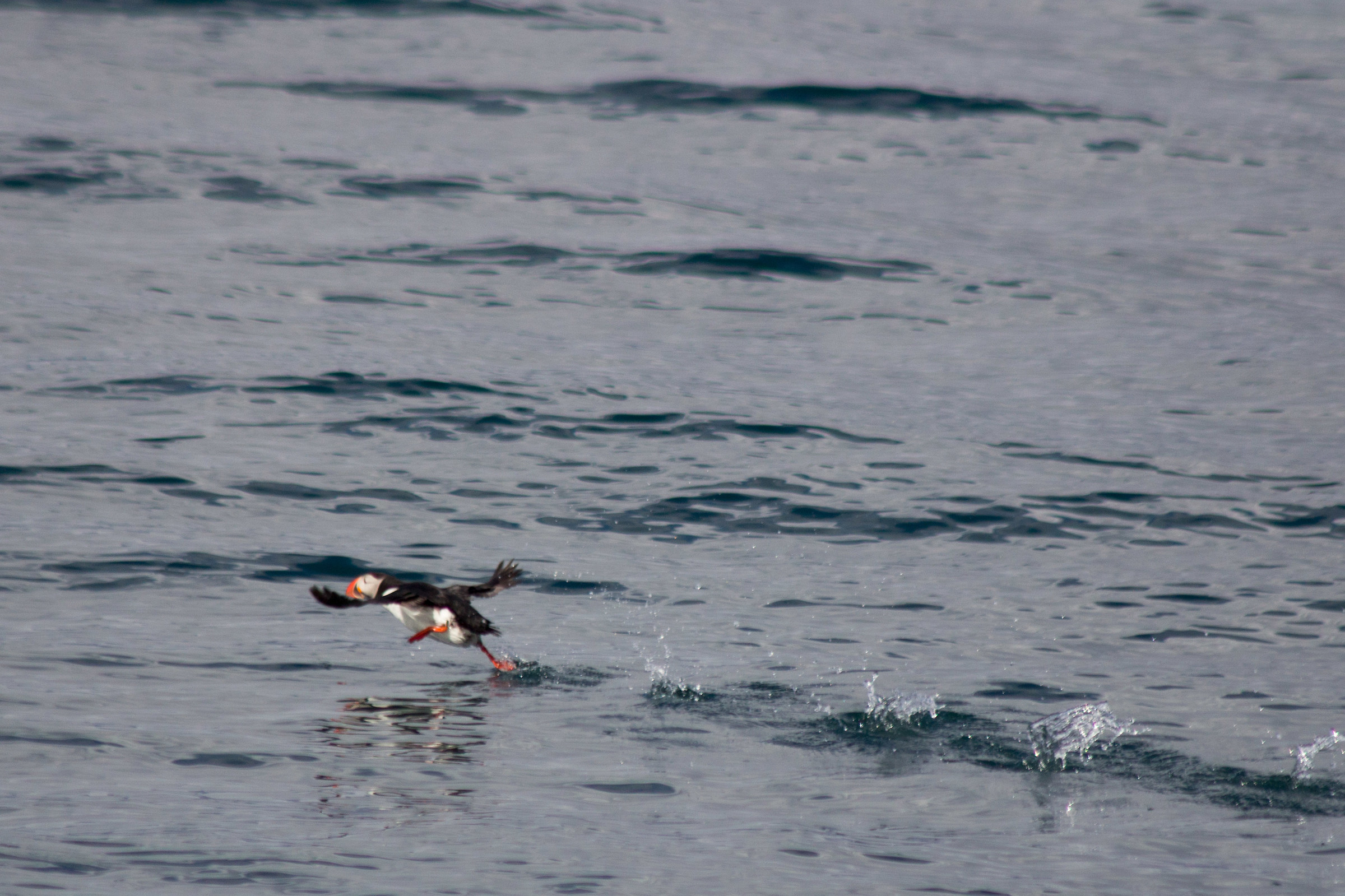 Puffin taking off