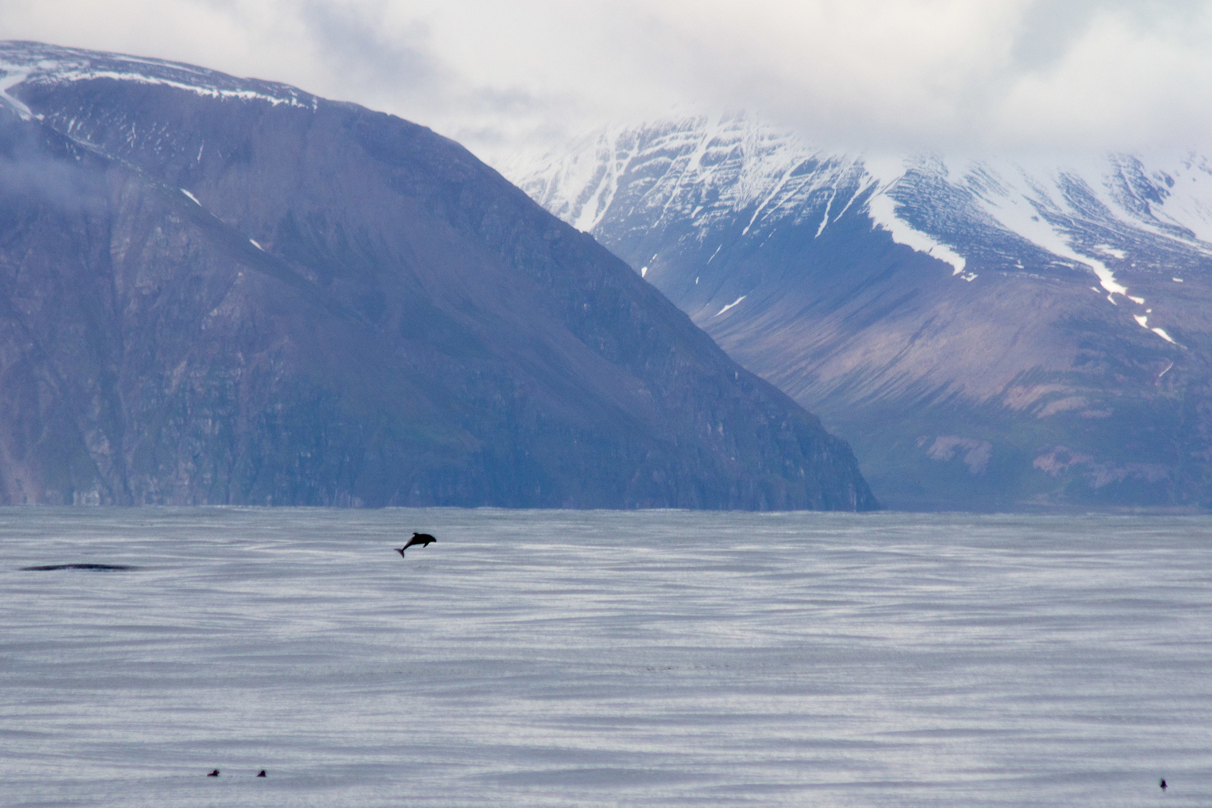 Icelandic dolphin
