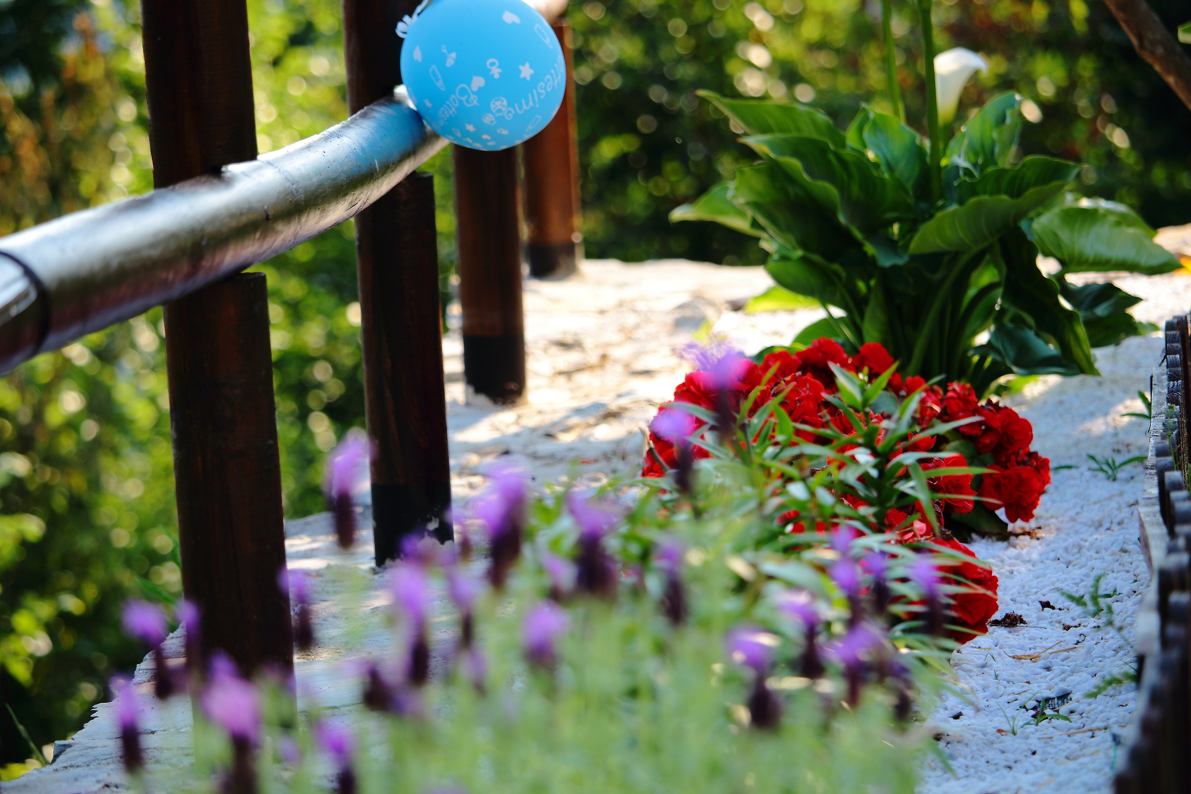 Exercise of focus in the garden zen