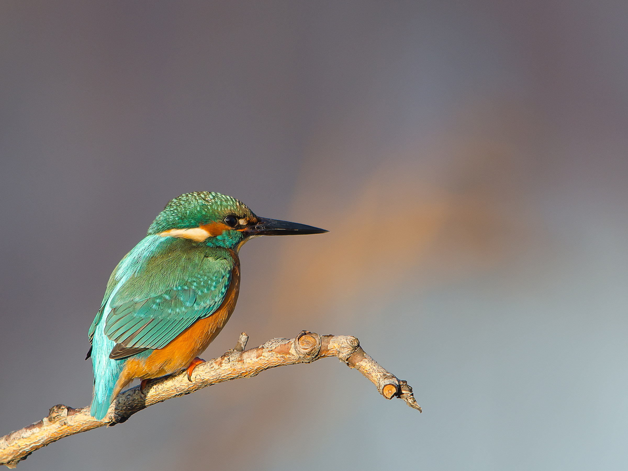 Kingfisher