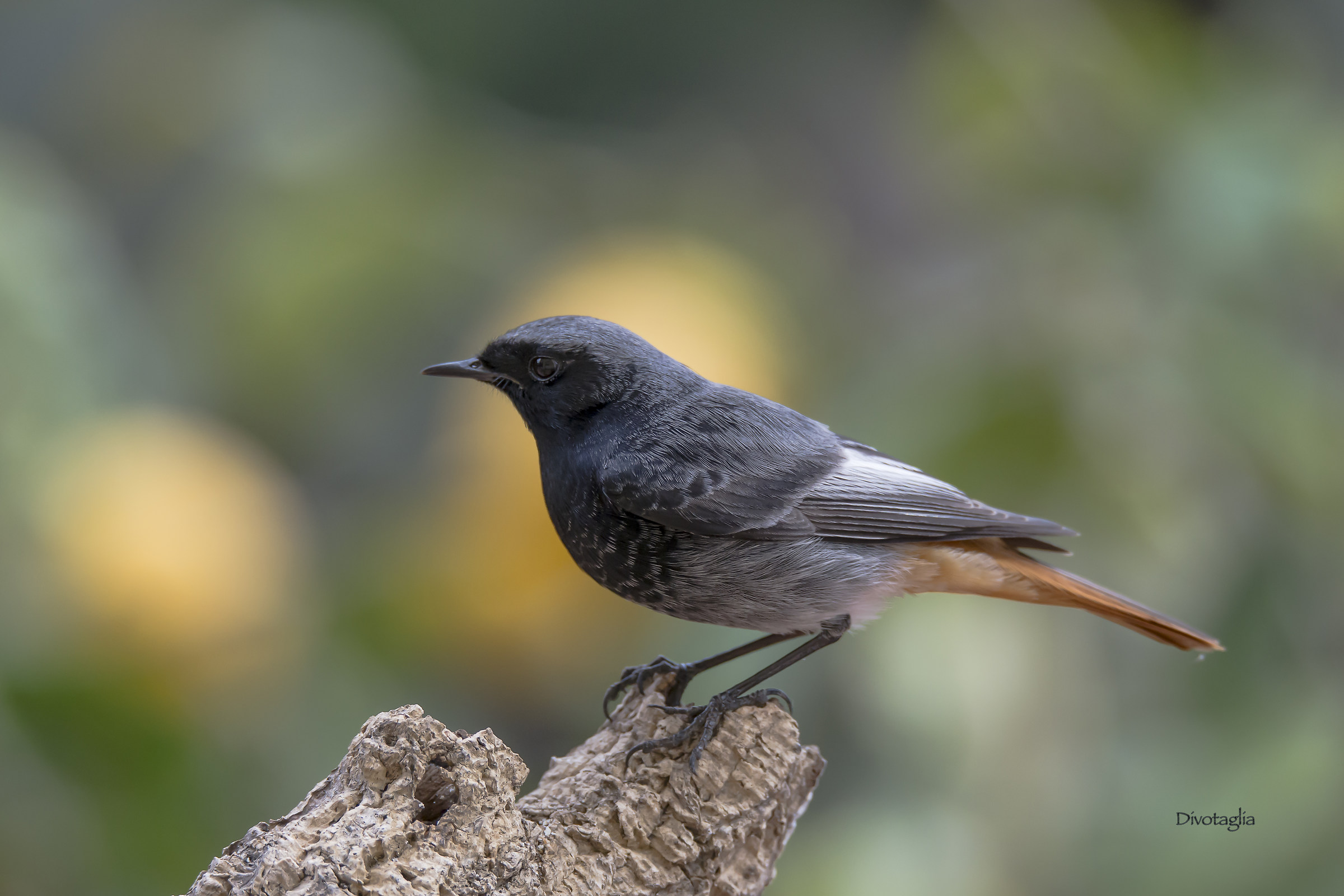 Codirosso spazzacamino M.