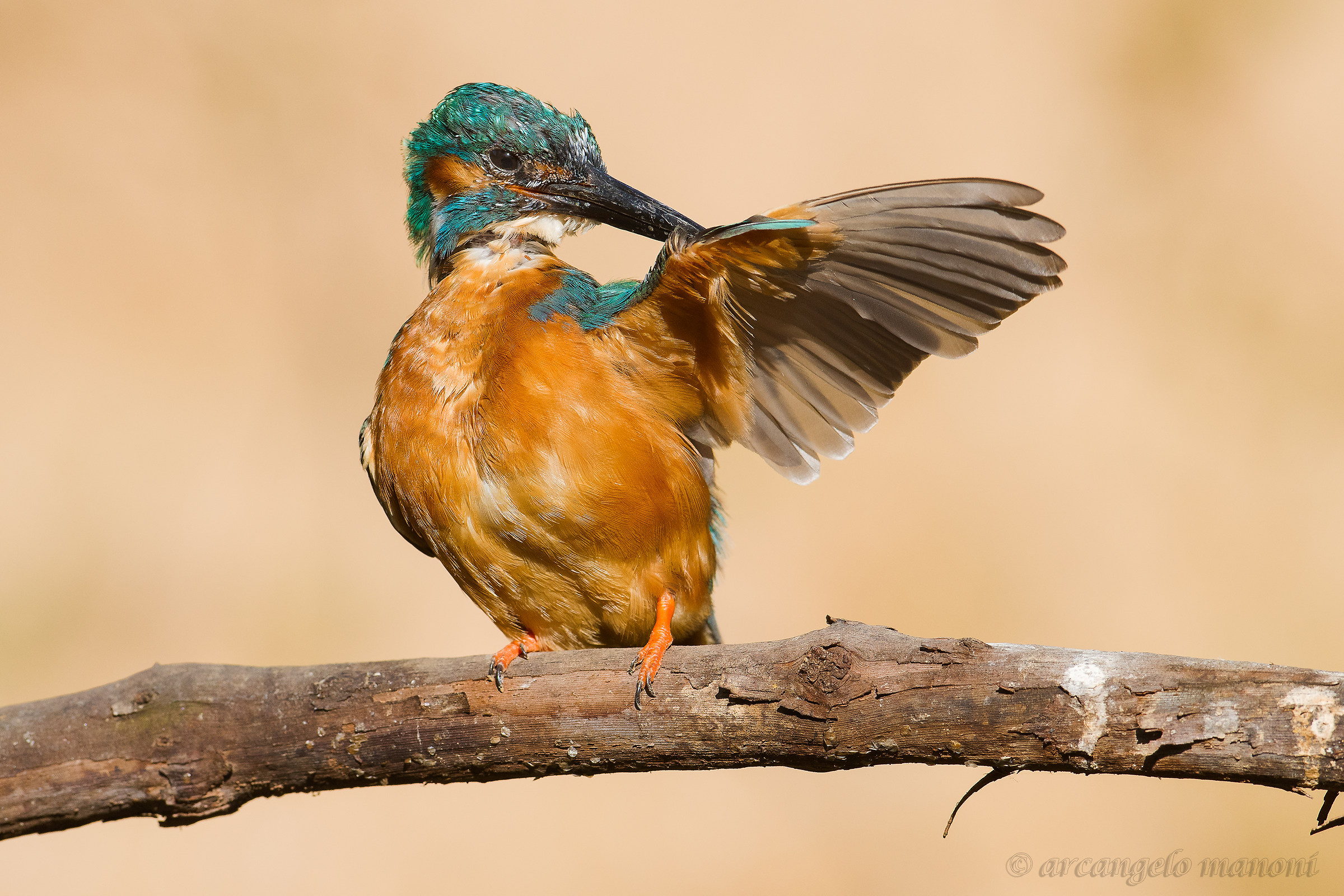 Lo spettinato di Livorno