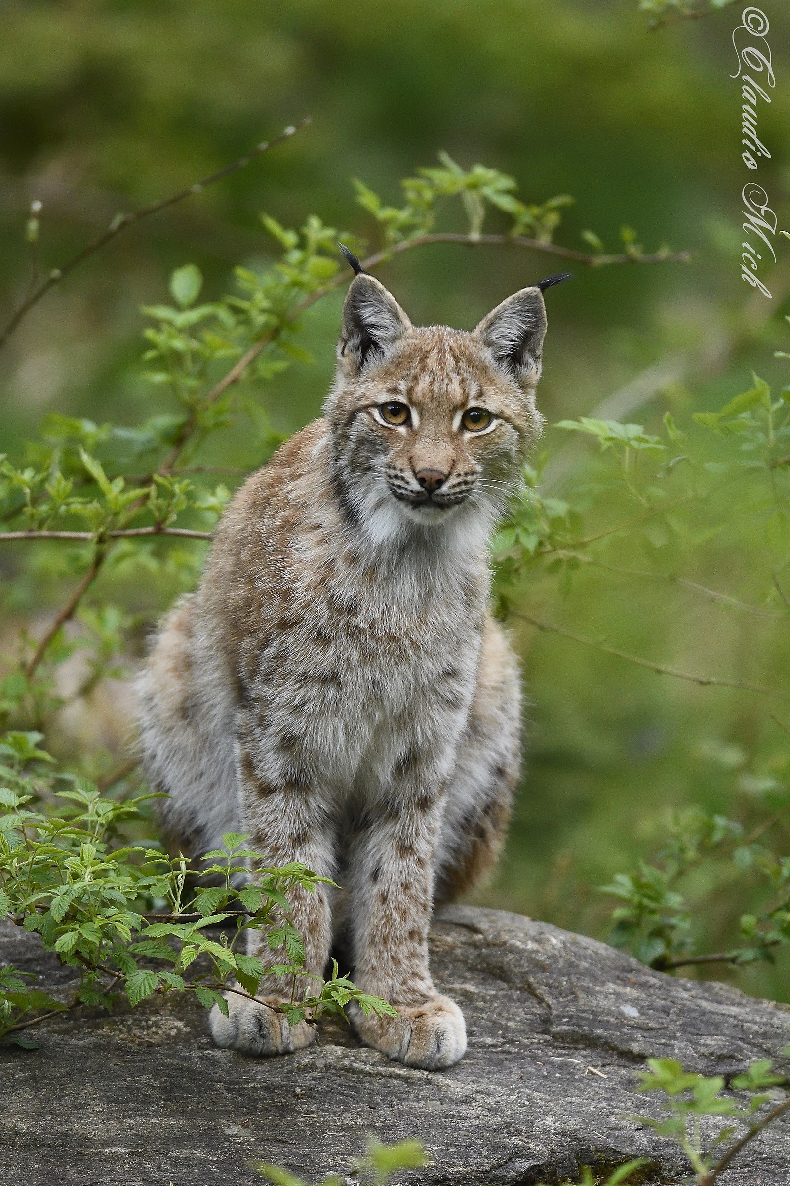 Young lynx