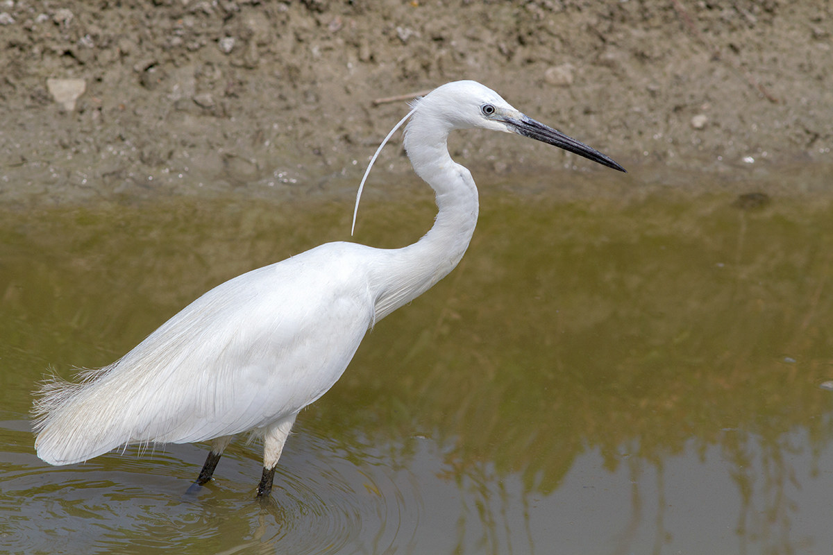 Egret