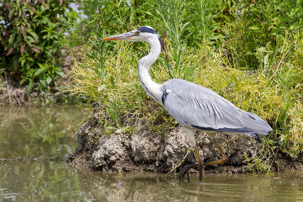 Grass heron