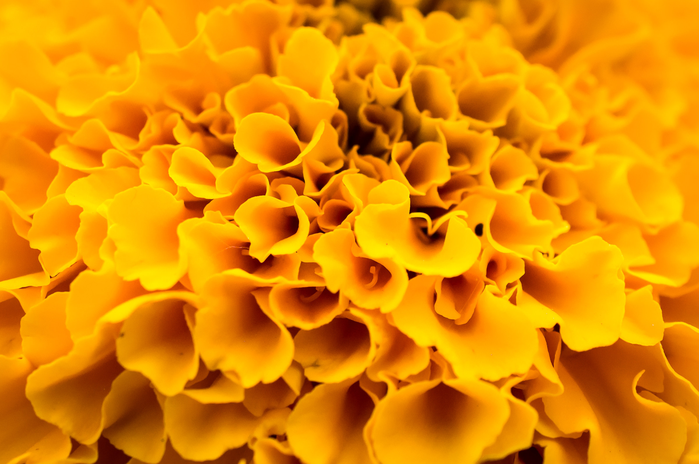 A flower of a thousand facets