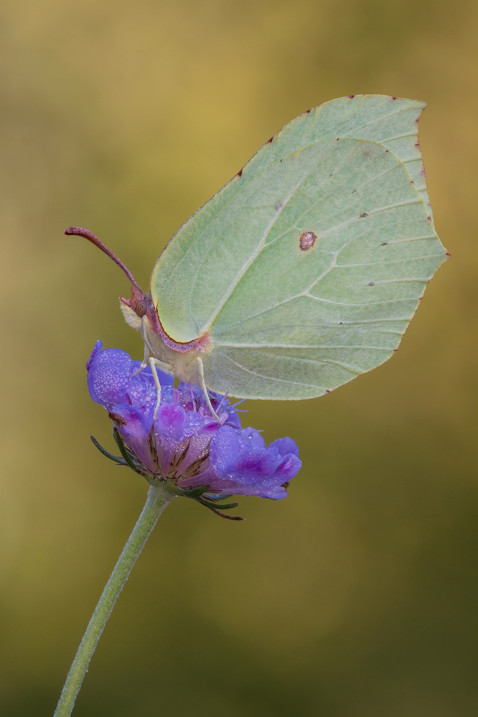Gonepteryx rhamni (Linnaeus, 1758)
