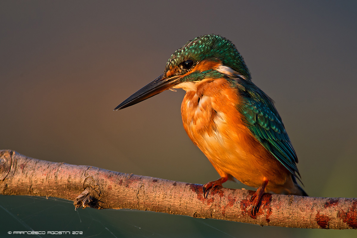 martino the last light of the day