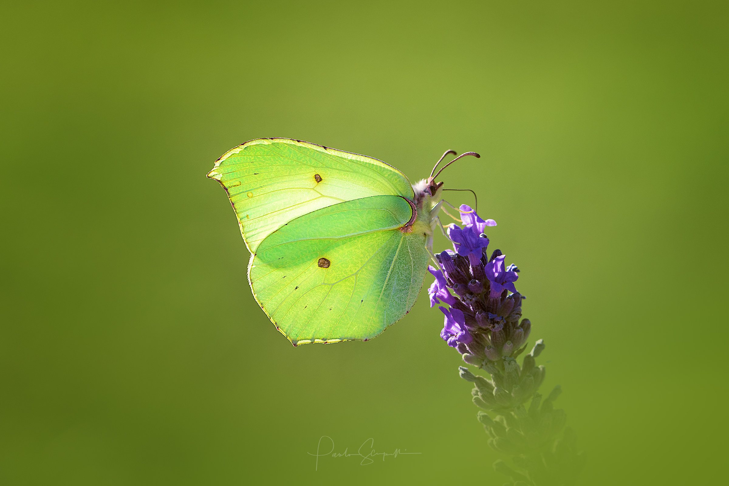 Gonepteryx rhamni - Cedronella