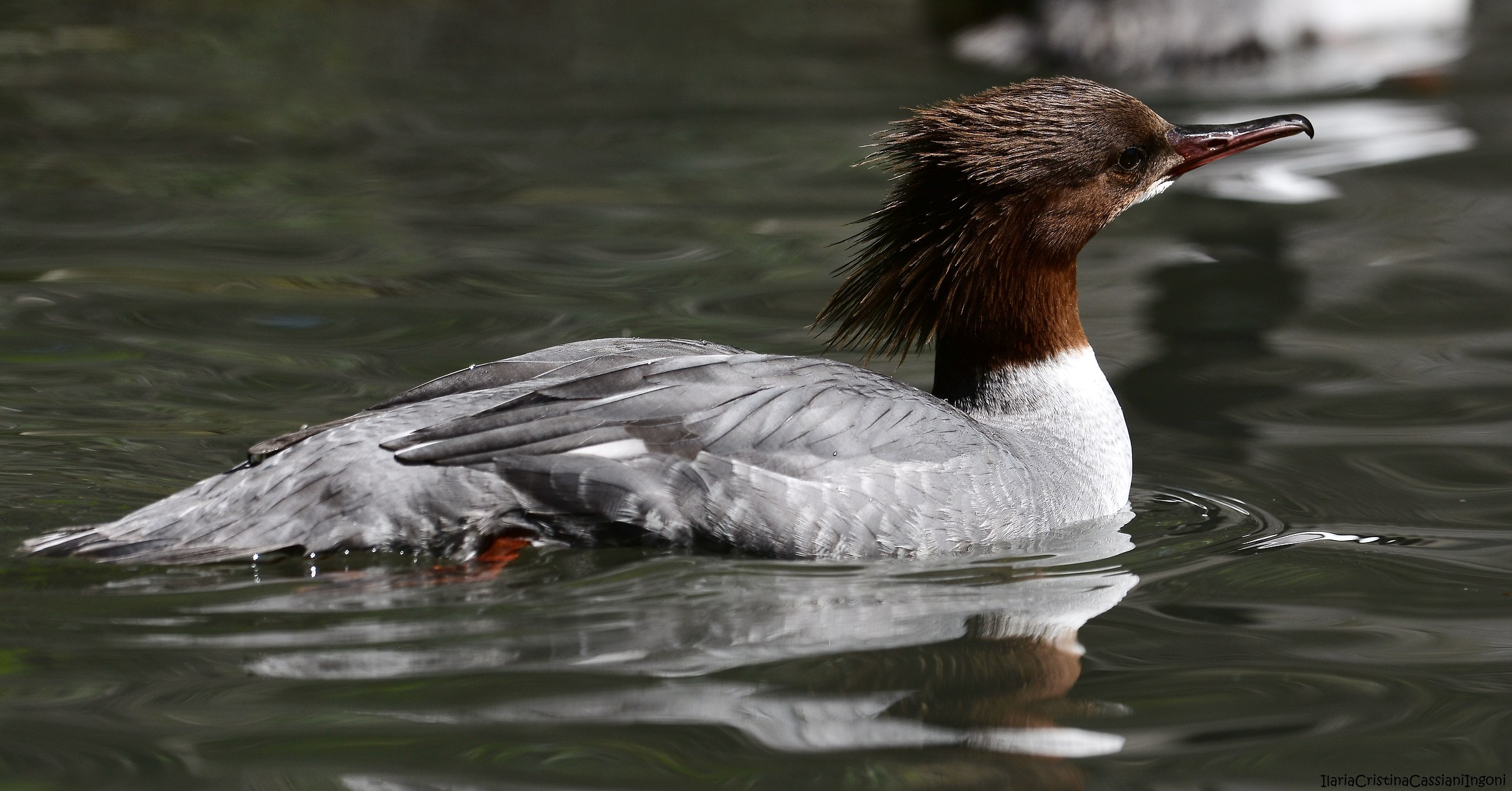 Smergo maggiore femmina