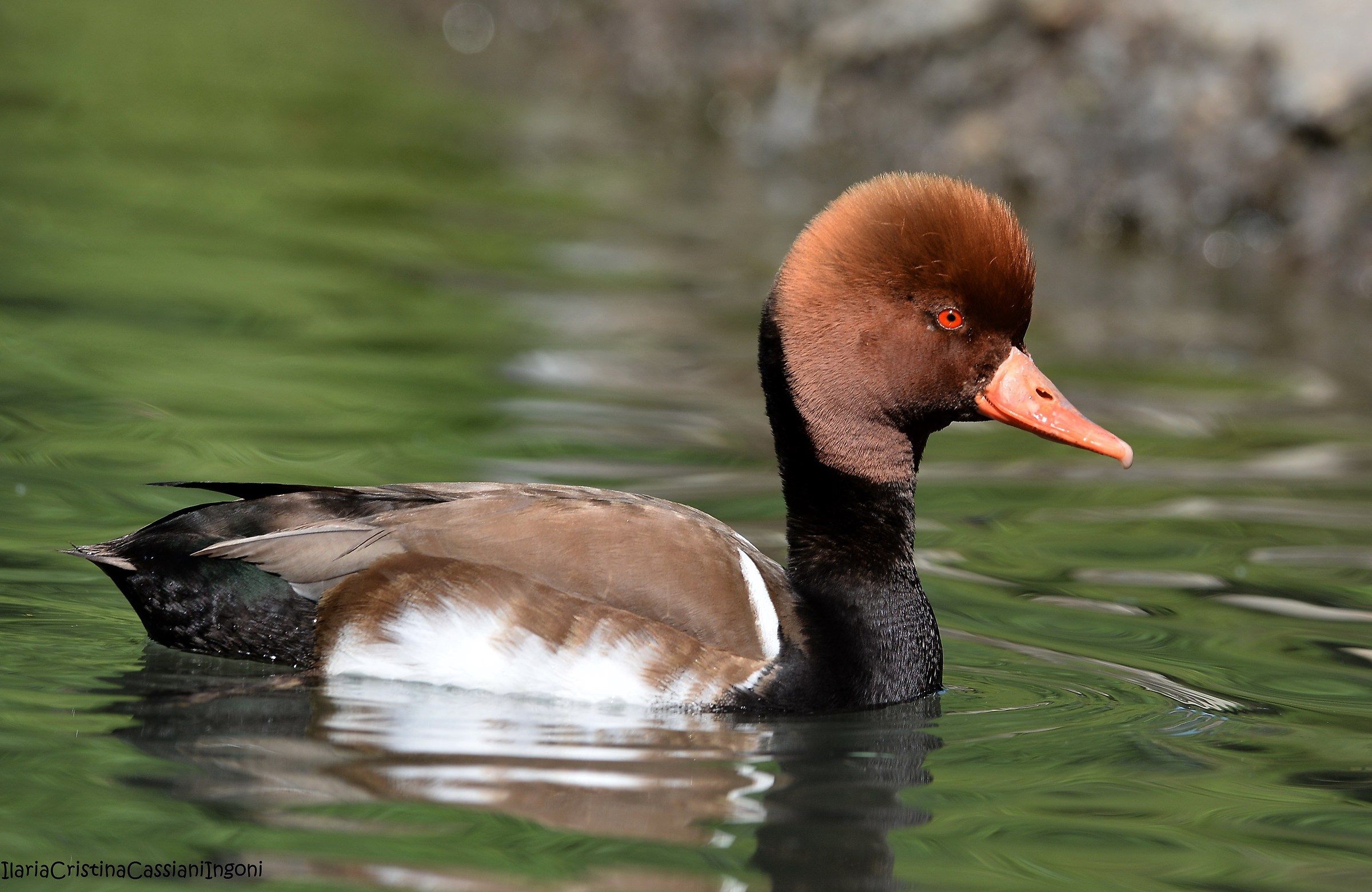 Fistione turco maschio