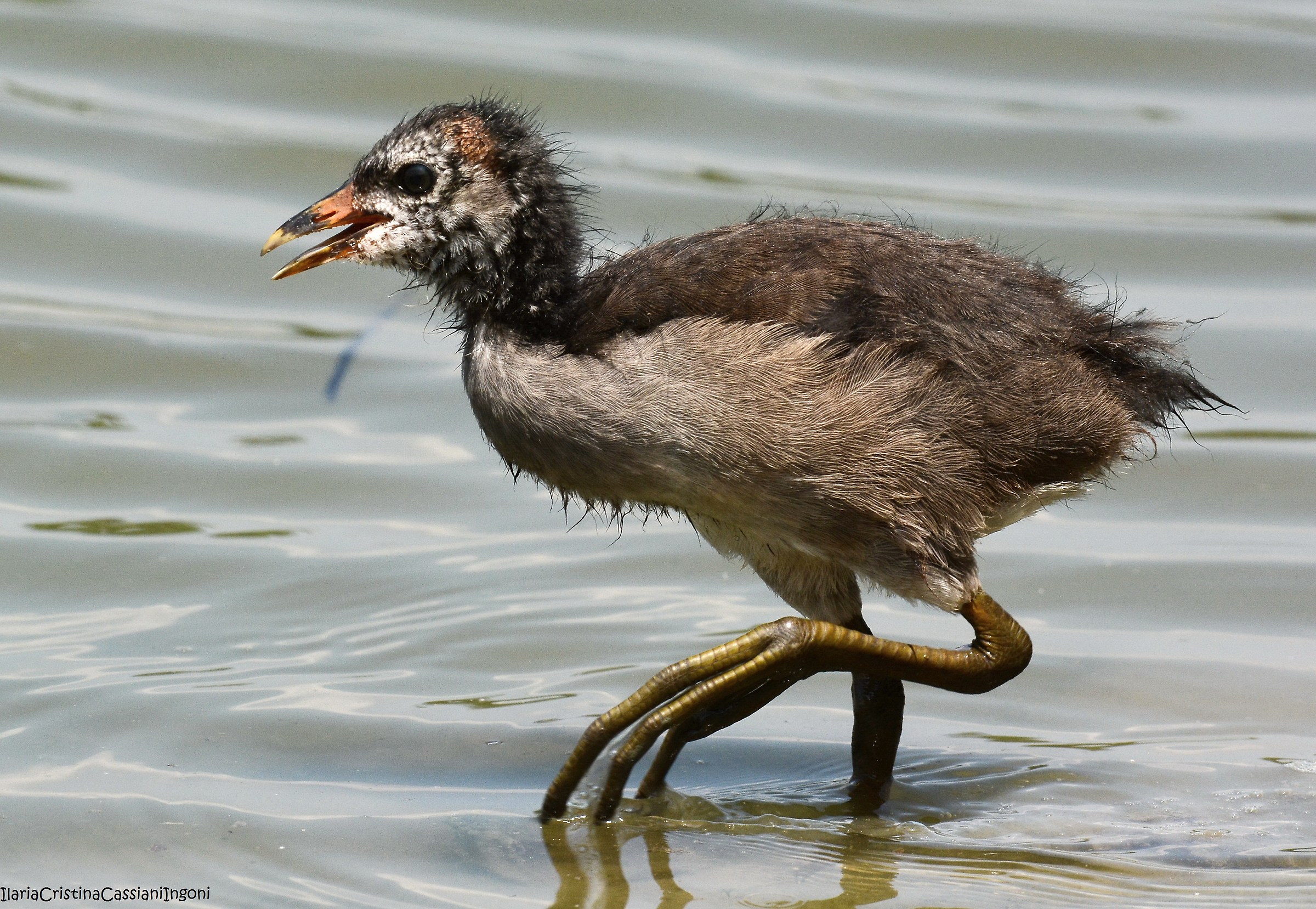 Gallinella d'acqua juv.