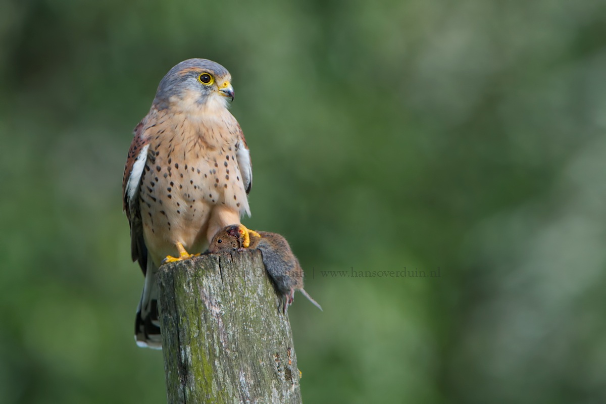 Kestrel with Catch