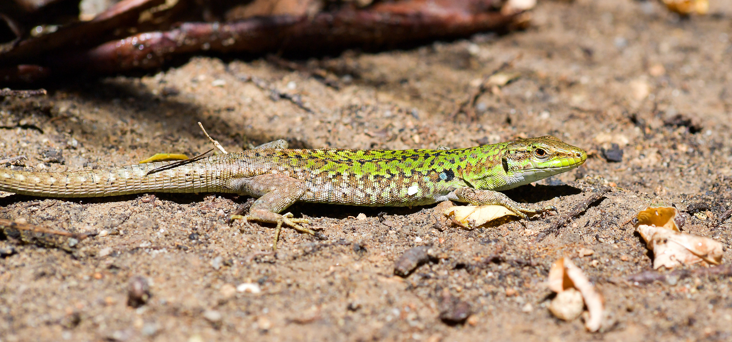 Lacertilia (lizard)
